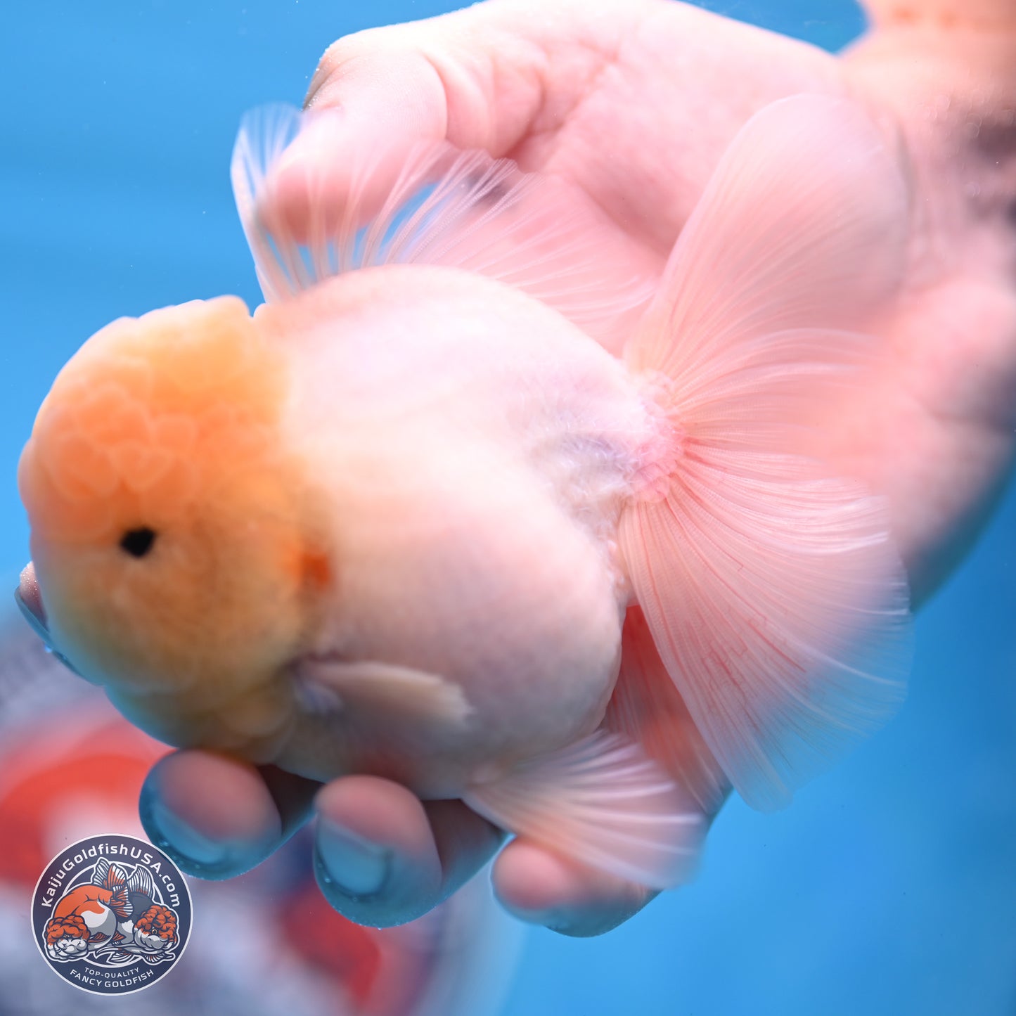 Sakura Rose Tail Oranda 3.25 inches Body - Male (250307_OR14)