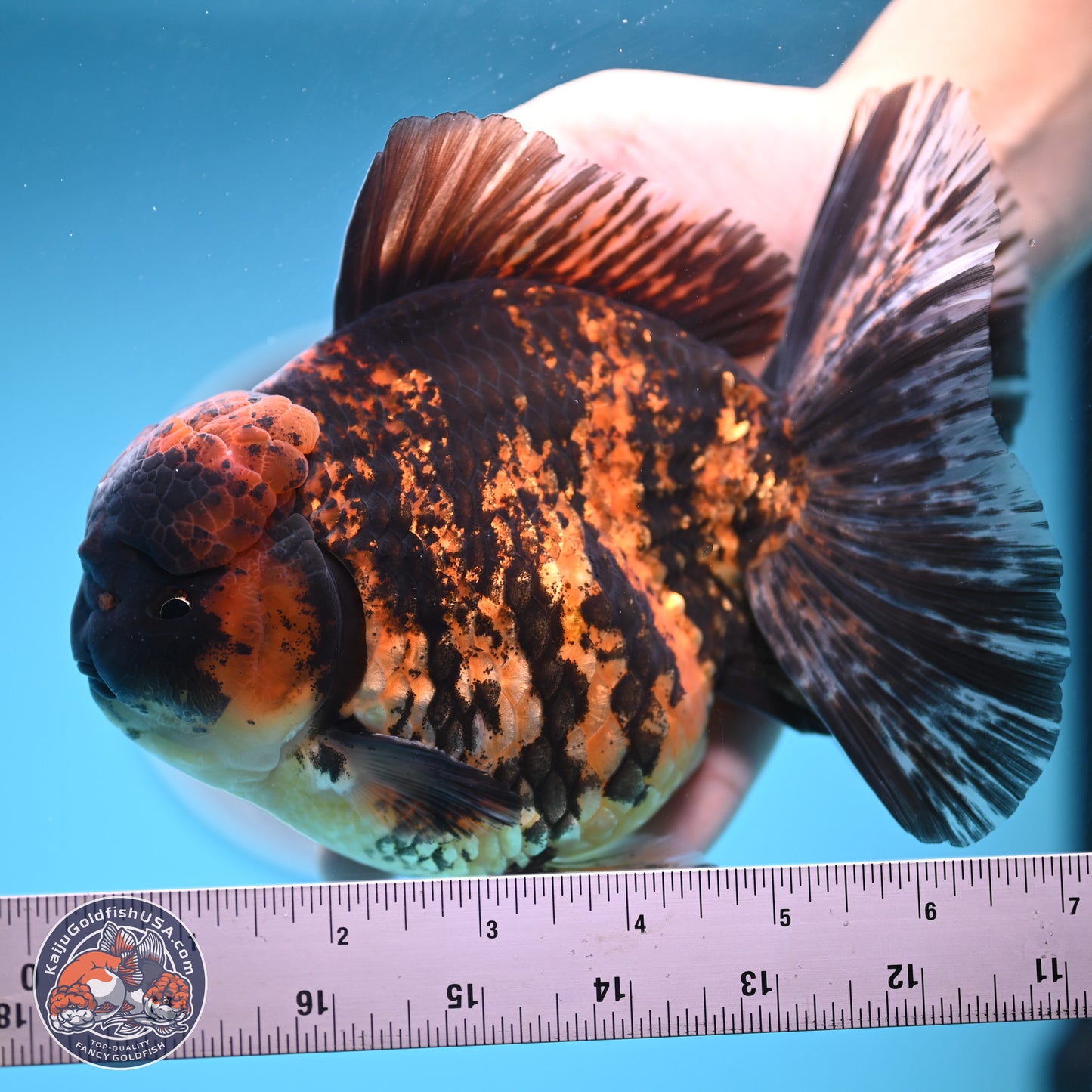 Super Jumbo Shogun Godzilla Tiger Broad Tail Oranda 7 inches - Male (241206_OR14) - Kaiju Goldfish USA