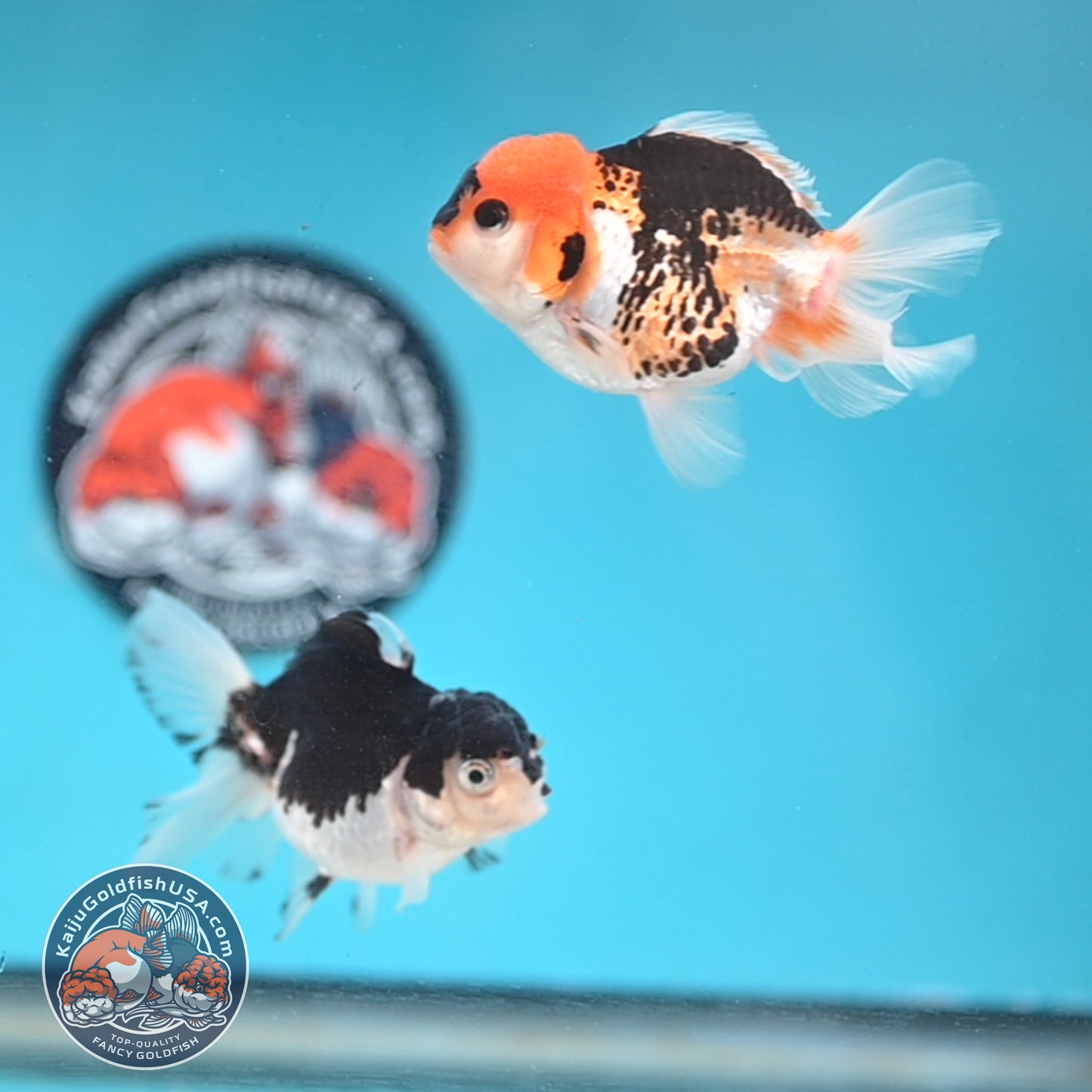 2-Pack Oranda 3 inches Body (250509_OR14)