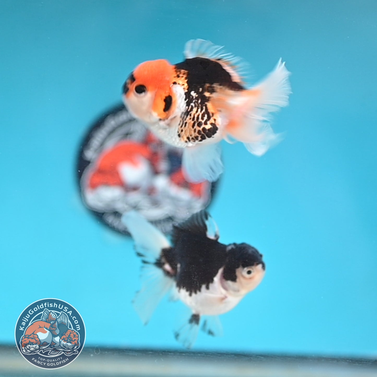 2-Pack Oranda 3 inches Body (250509_OR14)