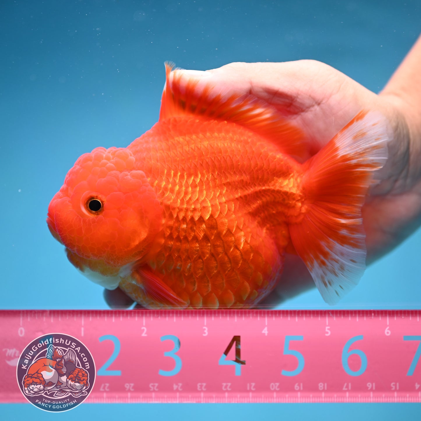 Classic Red Oranda 4.5 inch Body (250912_OR15)