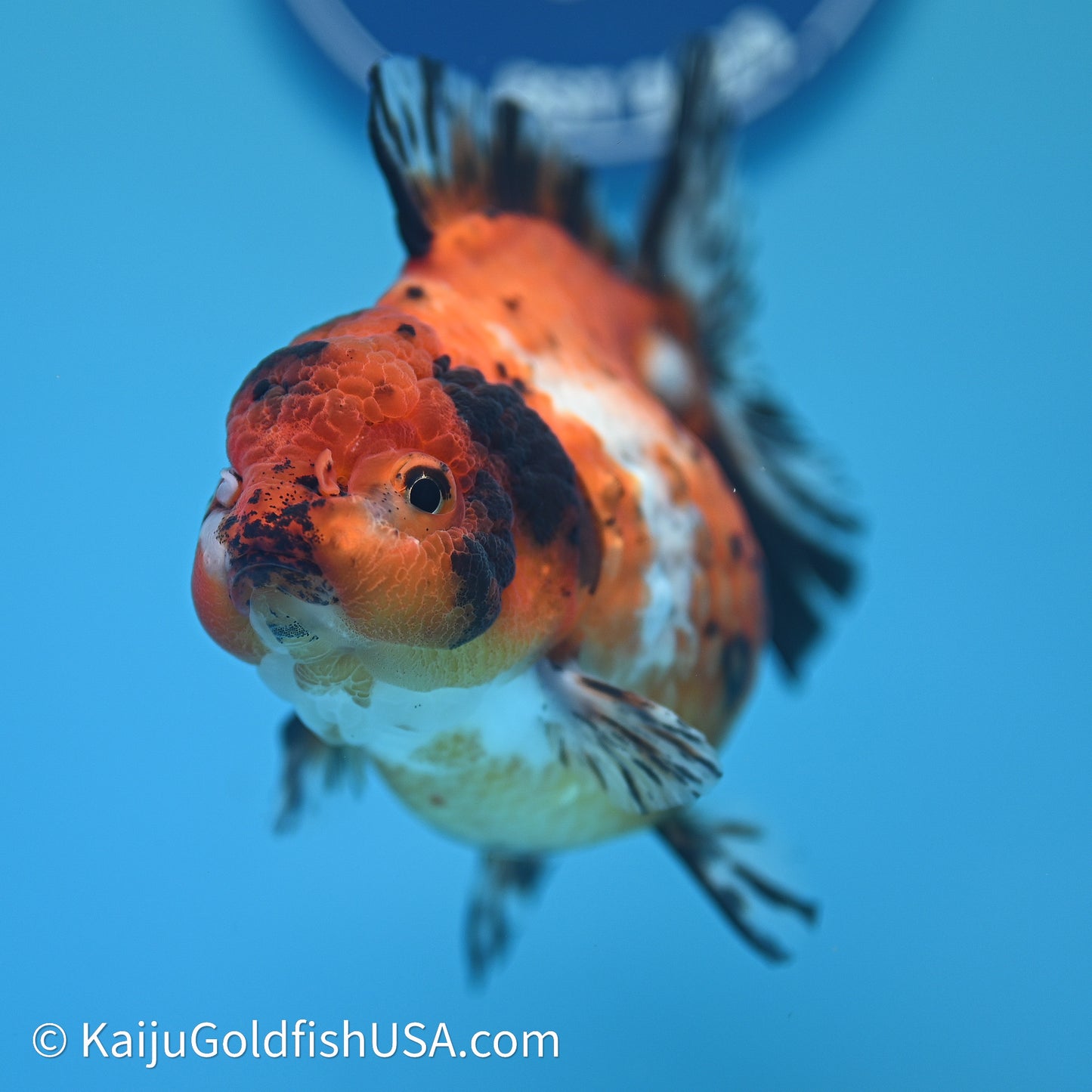Shogun Godzilla Calico Oranda 4in Body (240614_OR15) - Kaiju Goldfish USA