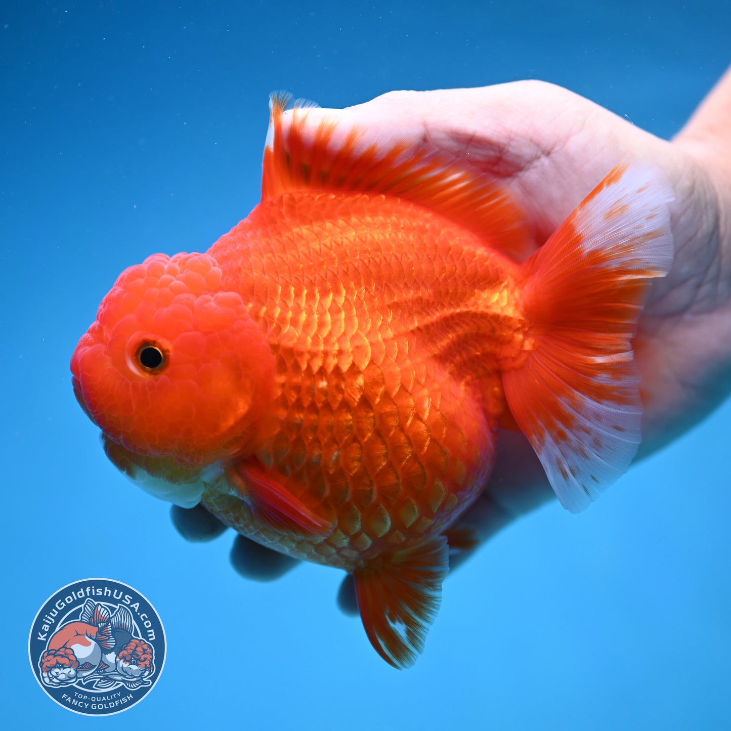 Classic Red Oranda 4.5 inch Body (250912_OR15)