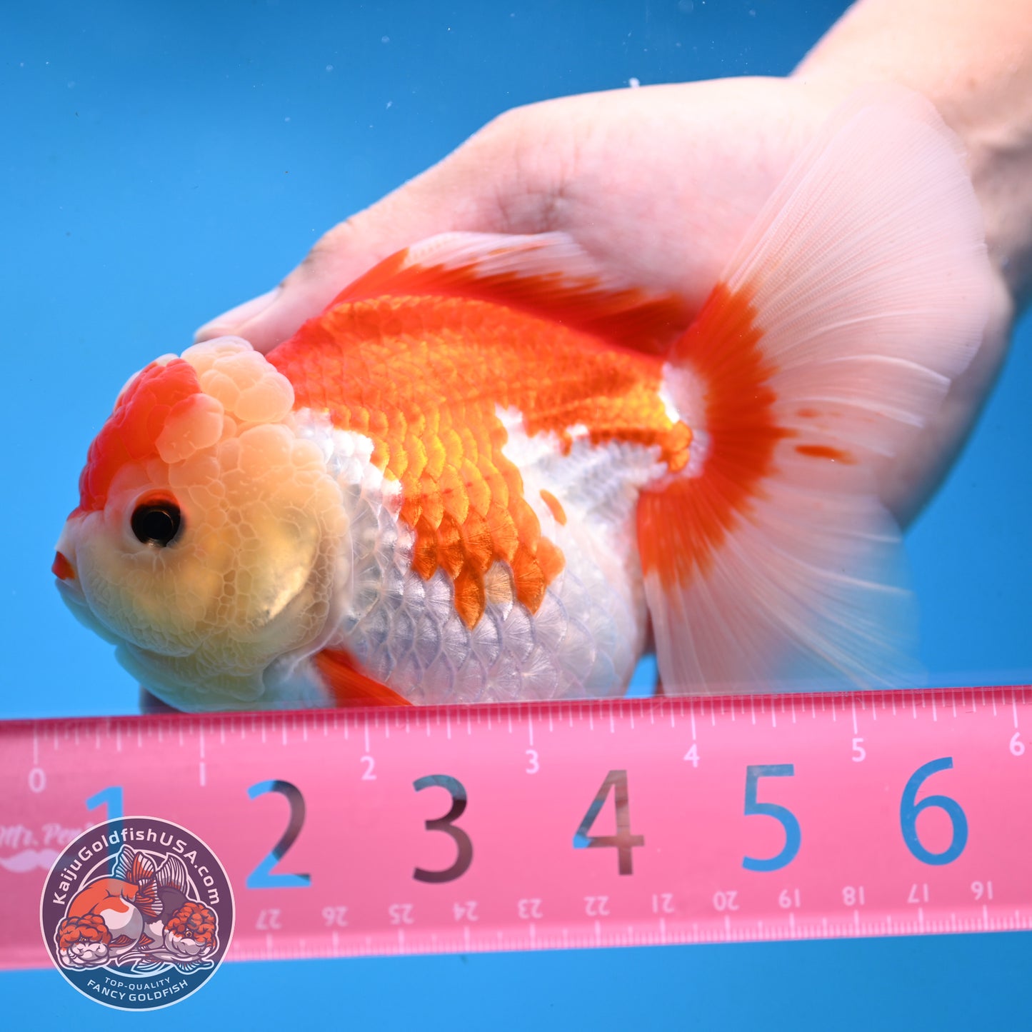 Red White Rose Tail Oranda 4 inch Body (251003_OR15)