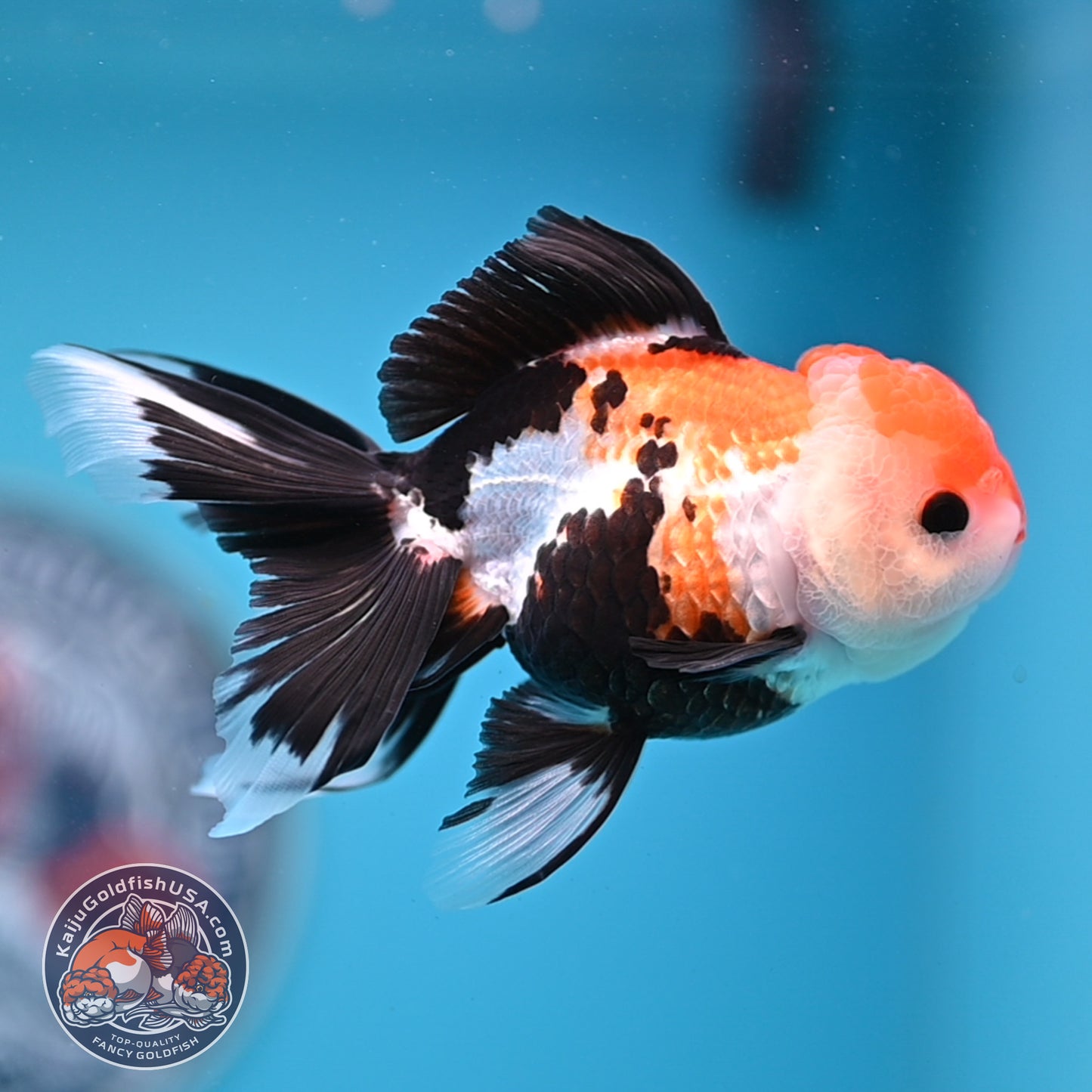 Tricolor Oranda 3.25 inches Body (250530_OR15)