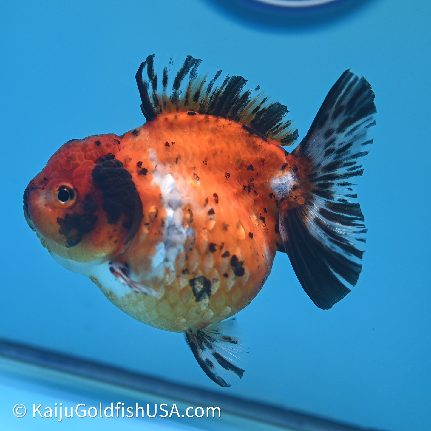 Shogun Godzilla Calico Oranda 4in Body (240614_OR15) - Kaiju Goldfish USA