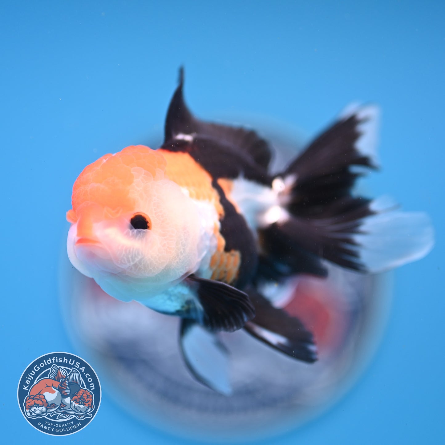 Tricolor Oranda 3.25 inches Body (250530_OR15)