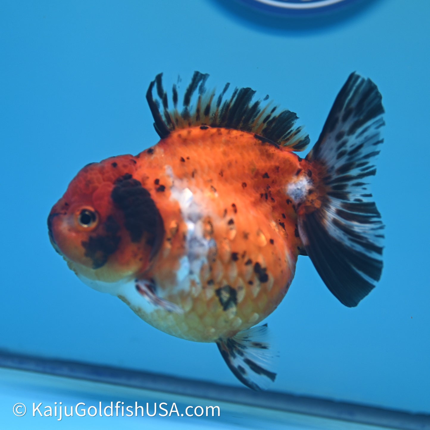 Shogun Godzilla Calico Oranda 4in Body (240614_OR15) - Kaiju Goldfish USA