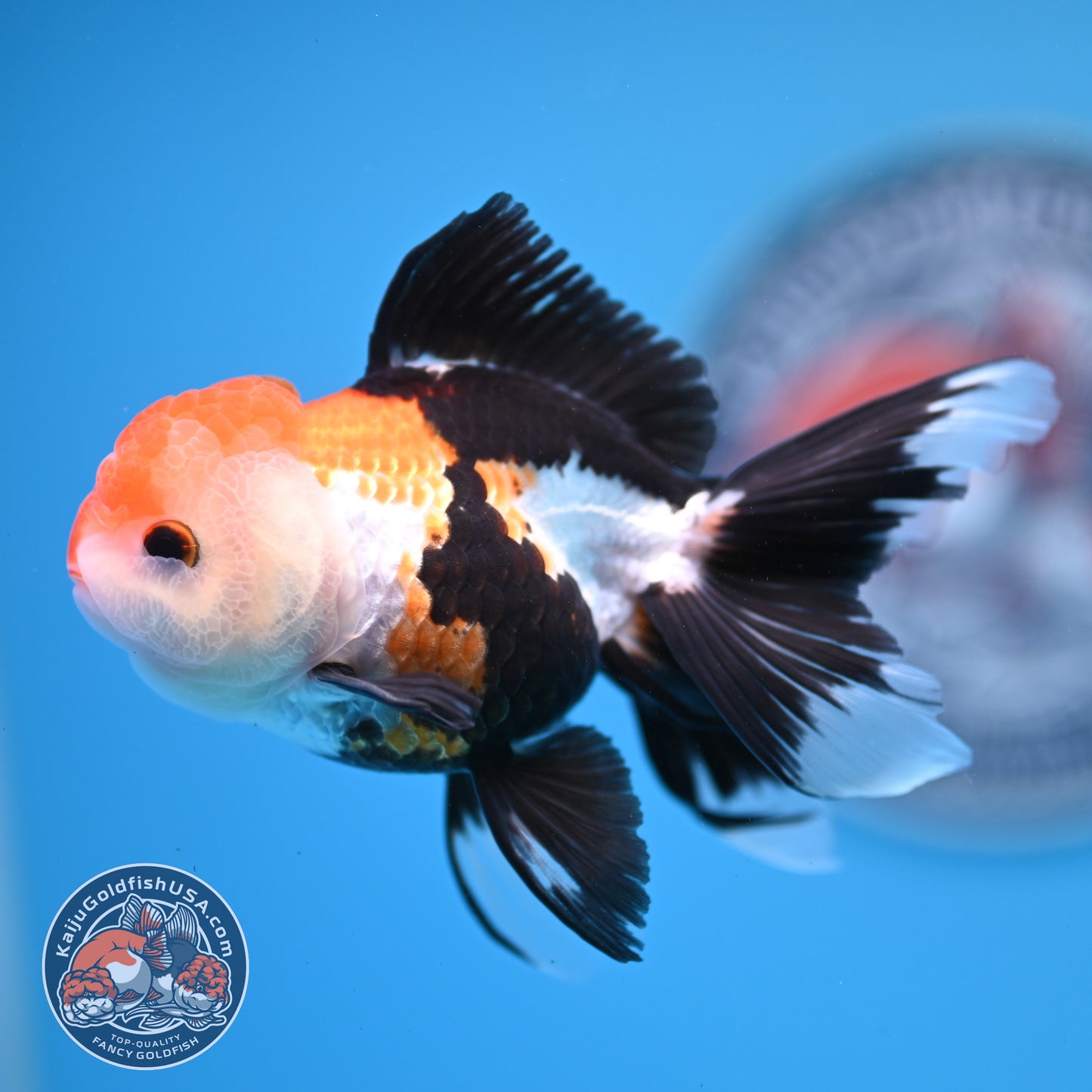 Tricolor Oranda 3.25 inches Body (250530_OR15)