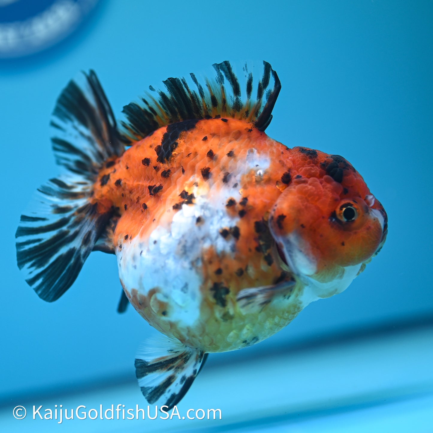 Shogun Godzilla Calico Oranda 4in Body (240614_OR15) - Kaiju Goldfish USA