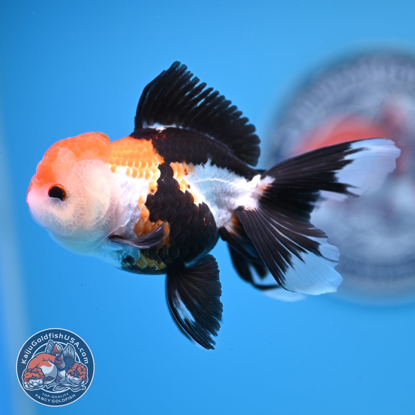 Tricolor Oranda 3.25 inches Body (250530_OR15)