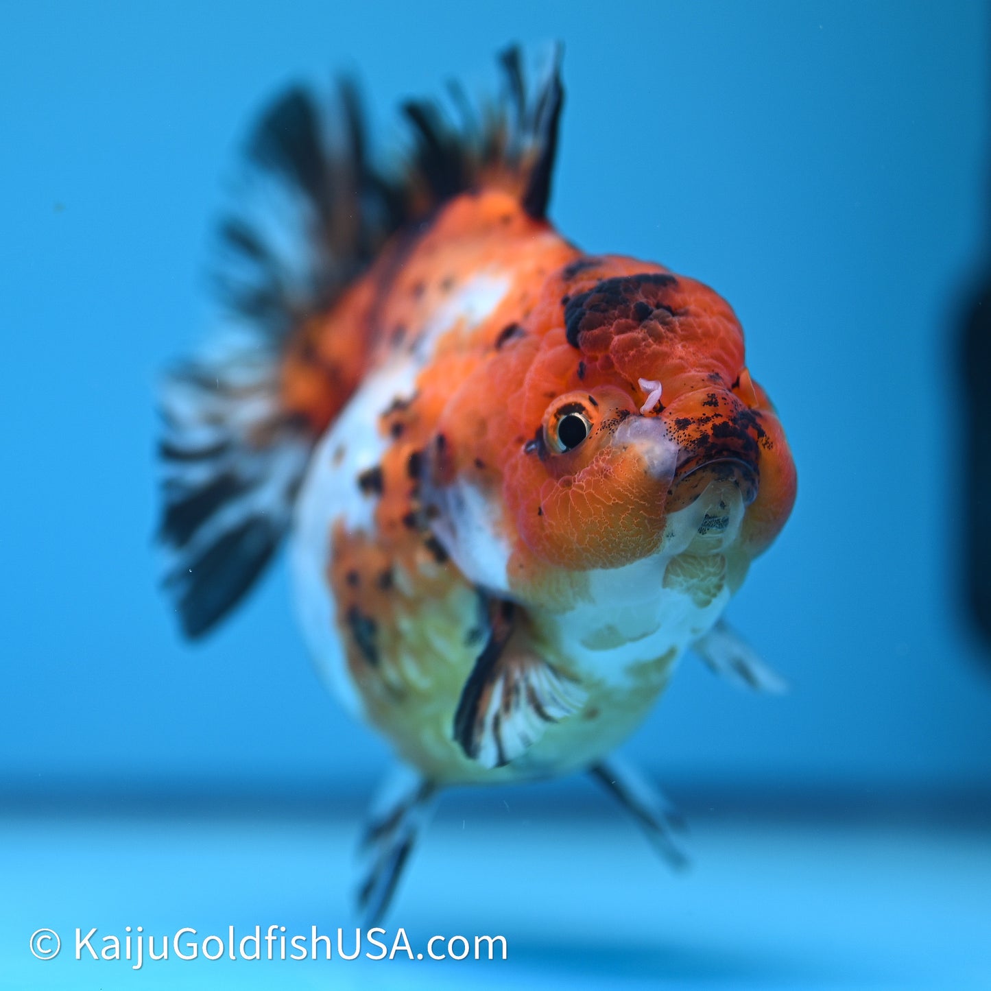 Shogun Godzilla Calico Oranda 4in Body (240614_OR15) - Kaiju Goldfish USA