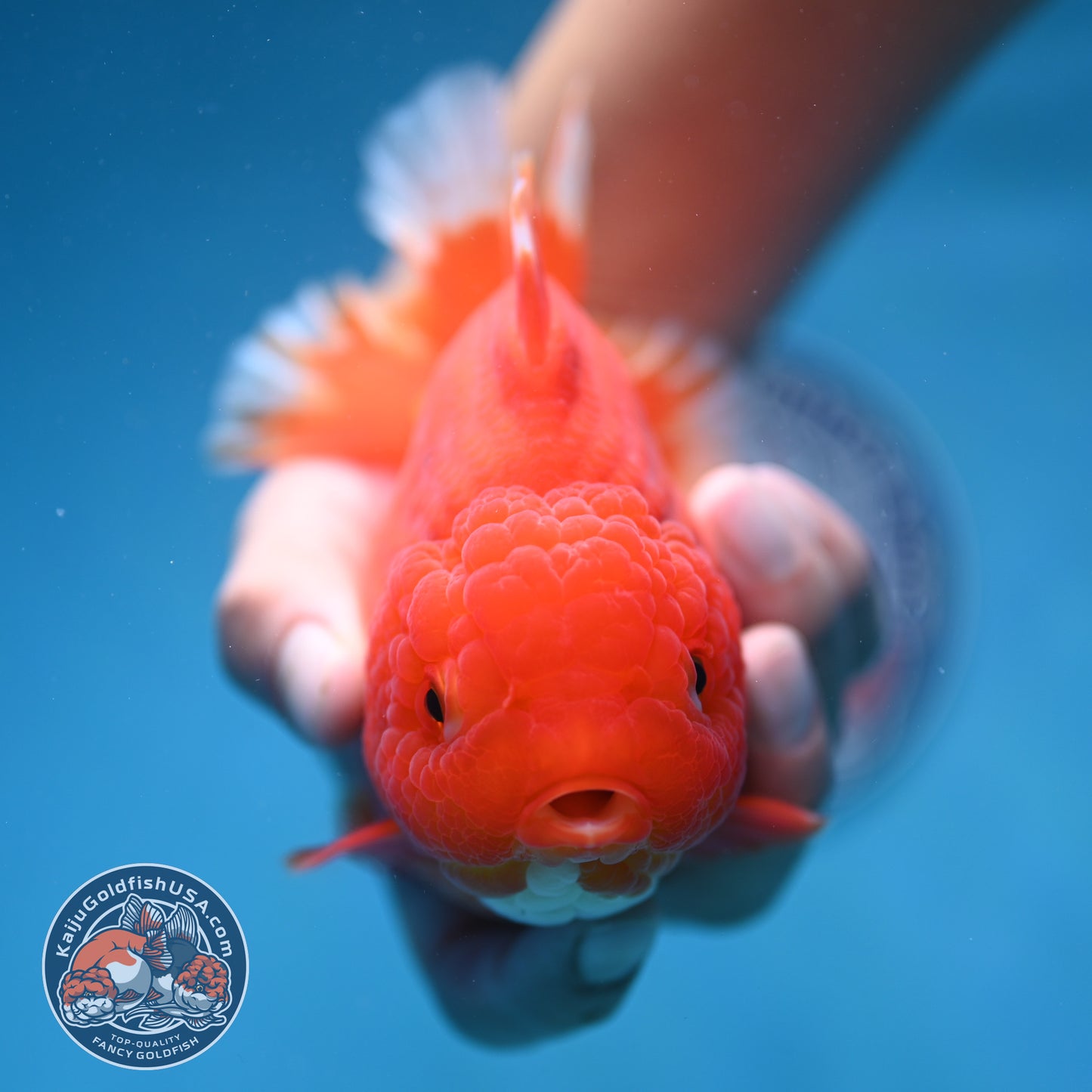Classic Red Oranda 4.5 inch Body (250912_OR15)