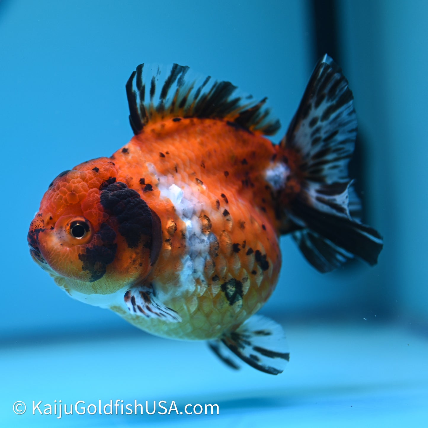 Shogun Godzilla Calico Oranda 4in Body (240614_OR15) - Kaiju Goldfish USA