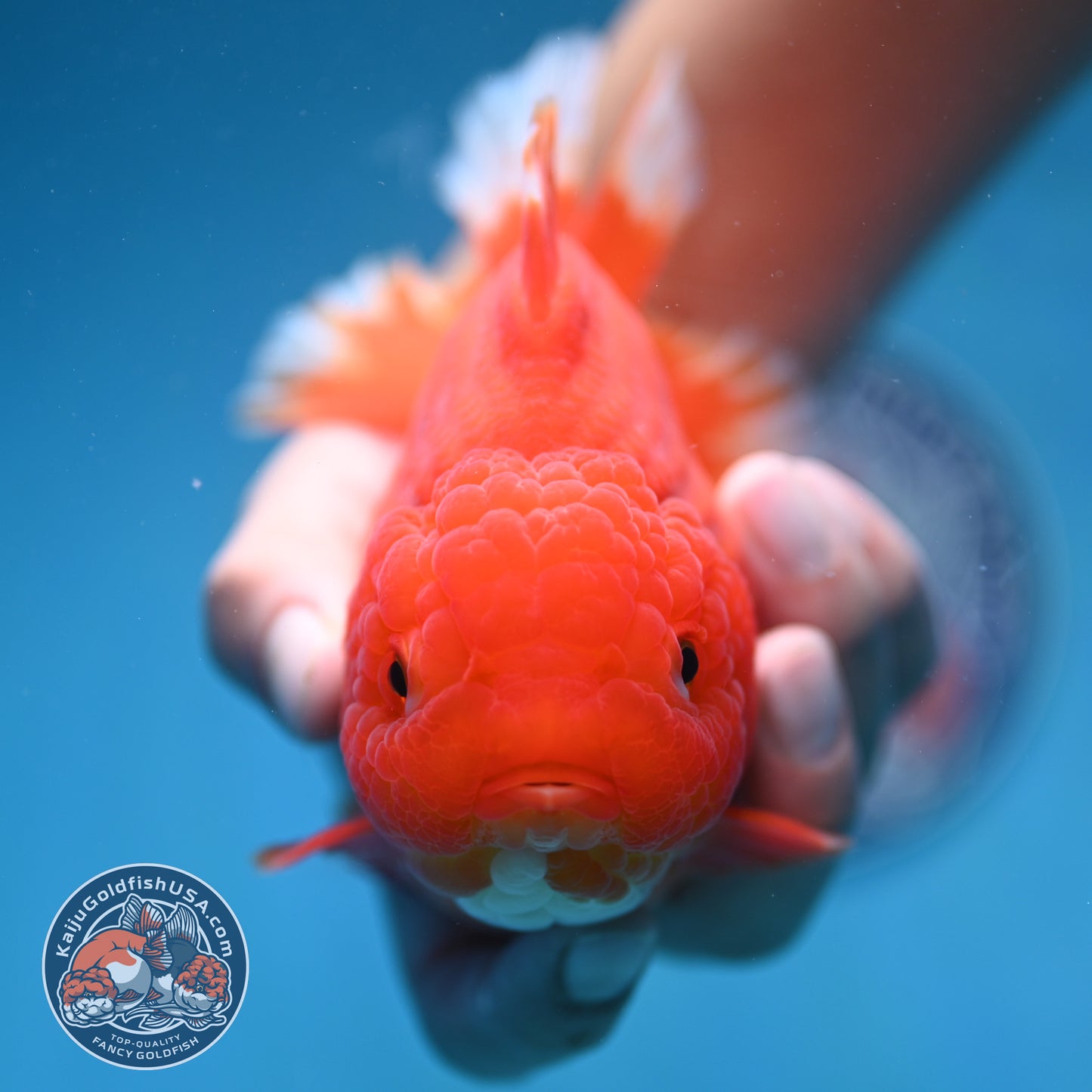 Classic Red Oranda 4.5 inch Body (250912_OR15)