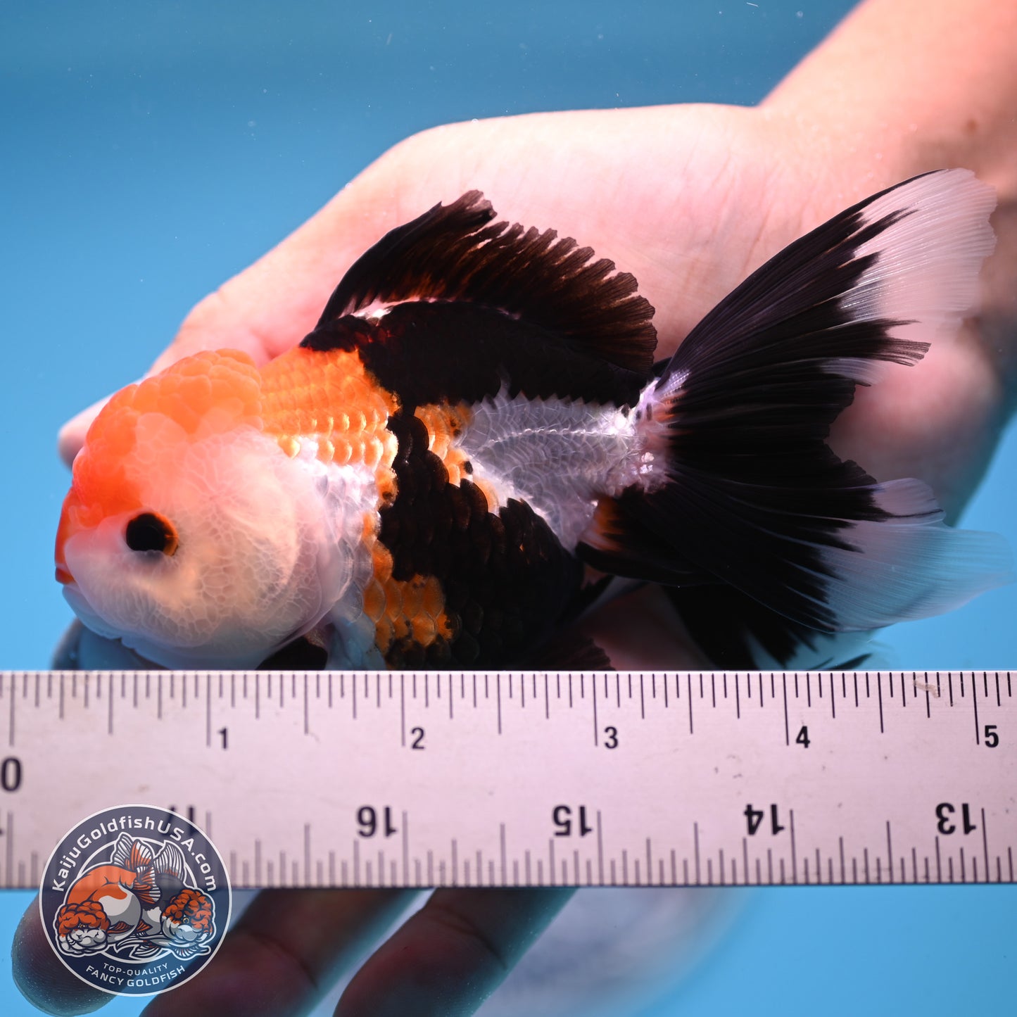 Tricolor Oranda 3.25 inches Body (250530_OR15)