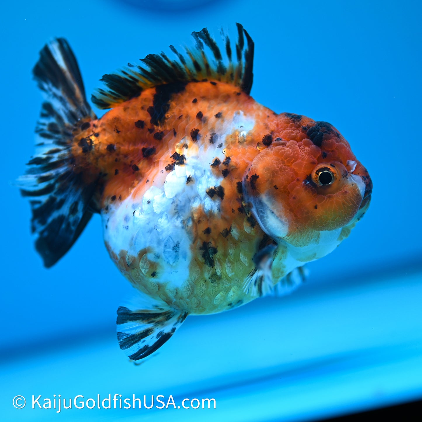 Shogun Godzilla Calico Oranda 4in Body (240614_OR15) - Kaiju Goldfish USA
