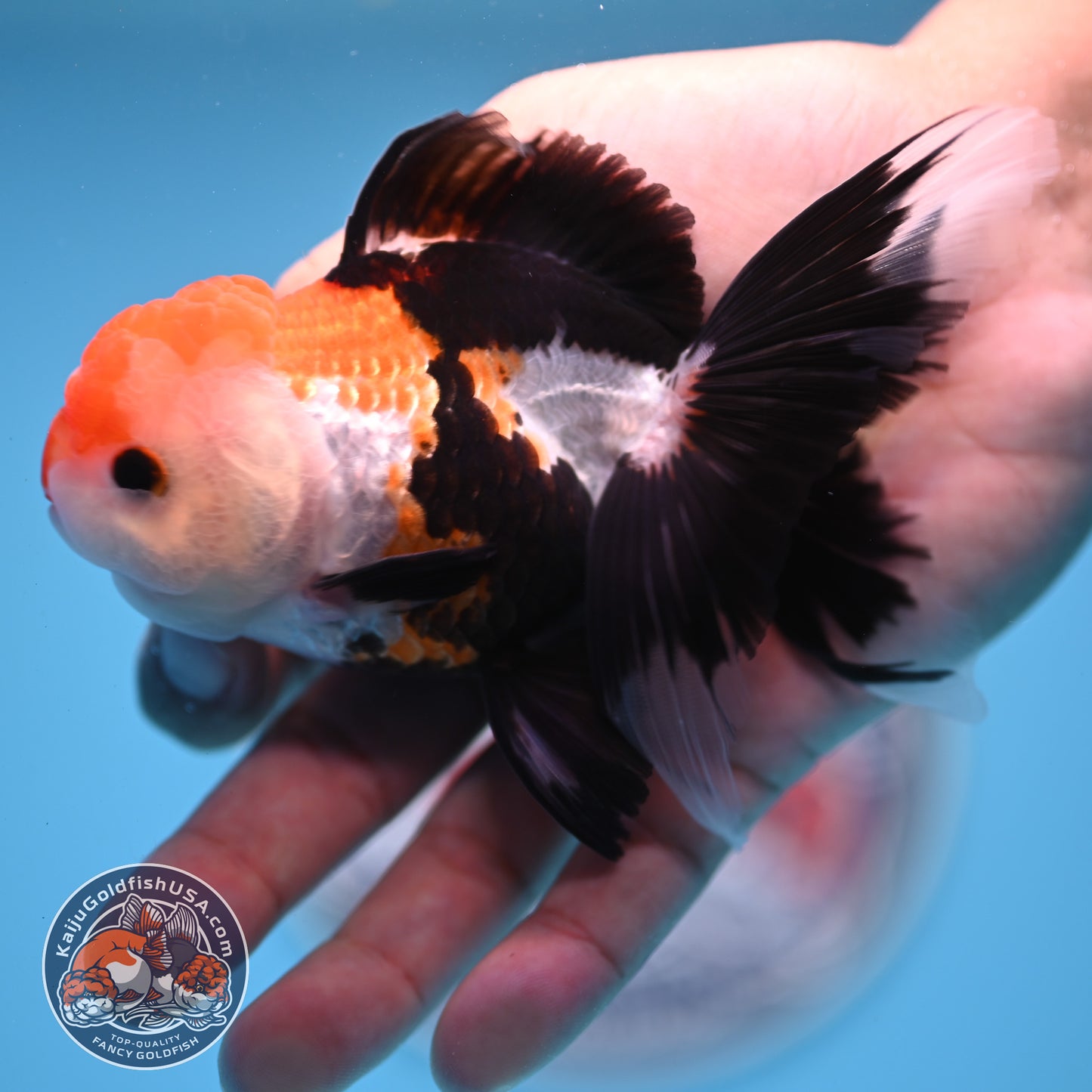 Tricolor Oranda 3.25 inches Body (250530_OR15)