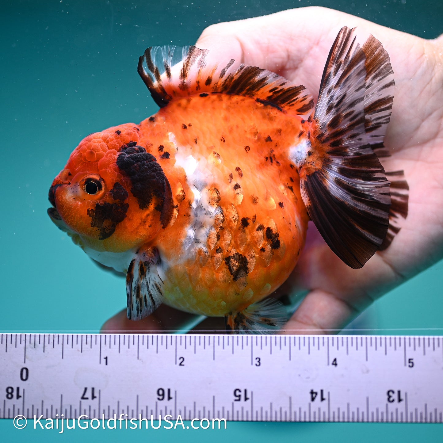 Shogun Godzilla Calico Oranda 4in Body (240614_OR15) - Kaiju Goldfish USA