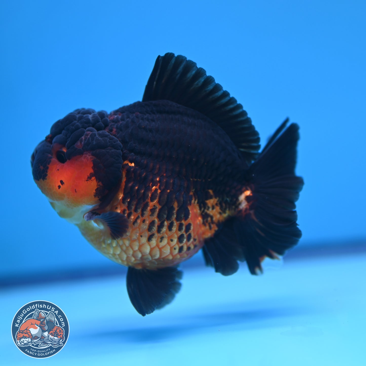 Apache YuanBao Oranda 4 inches (241018_OR15) - Kaiju Goldfish USA