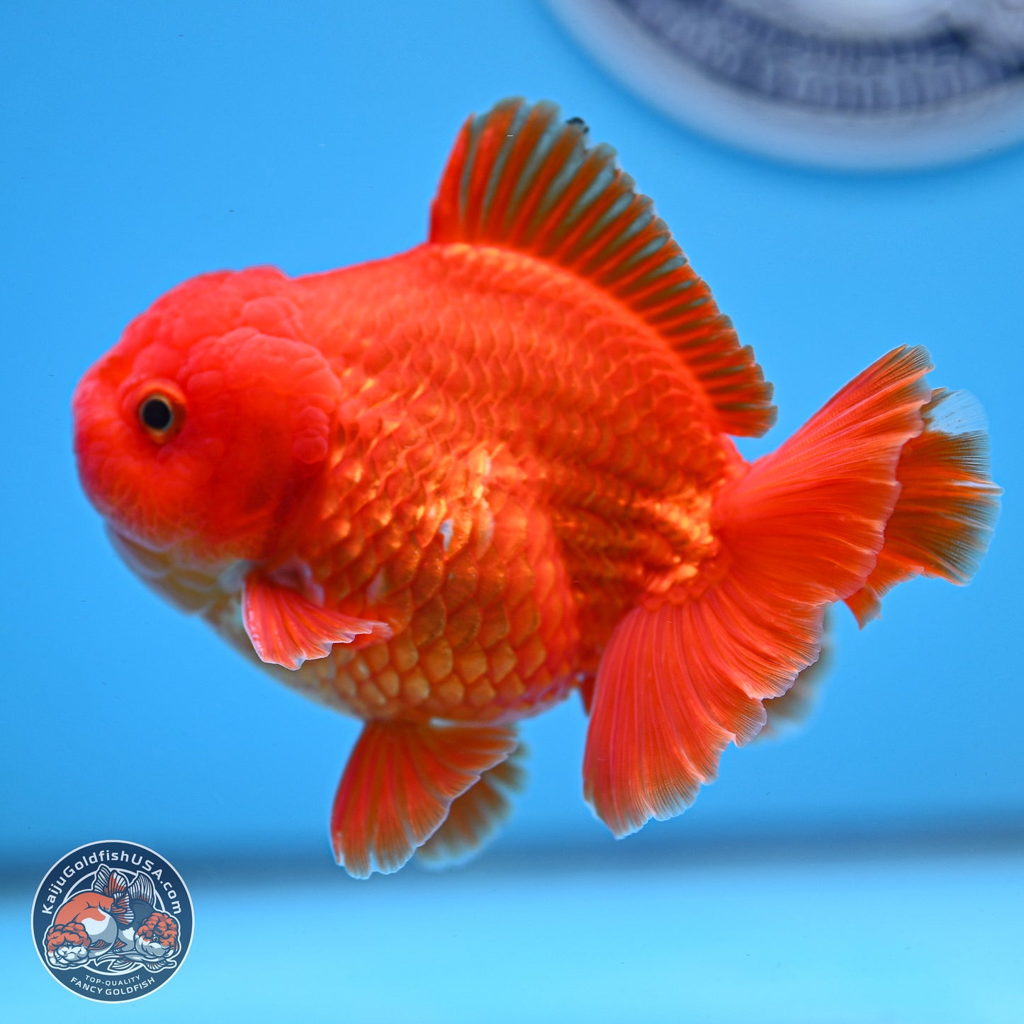 Classic Red YuanBao Oranda 3.75 inches Body - Male (250228_OR15)