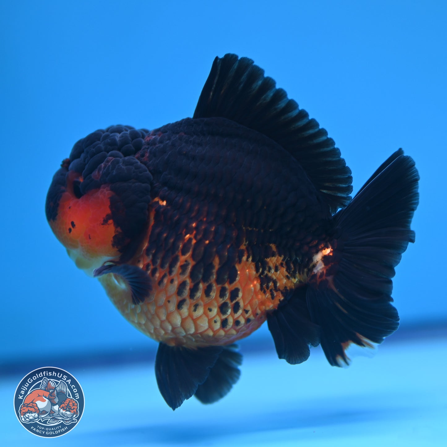 Apache YuanBao Oranda 4 inches (241018_OR15) - Kaiju Goldfish USA