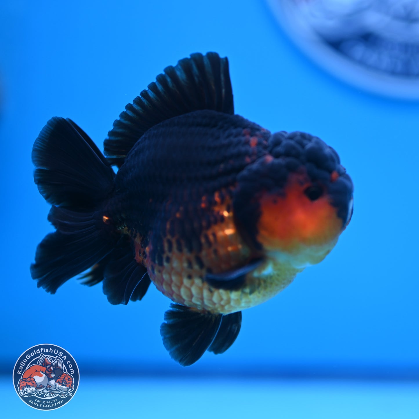 Apache YuanBao Oranda 4 inches (241018_OR15) - Kaiju Goldfish USA