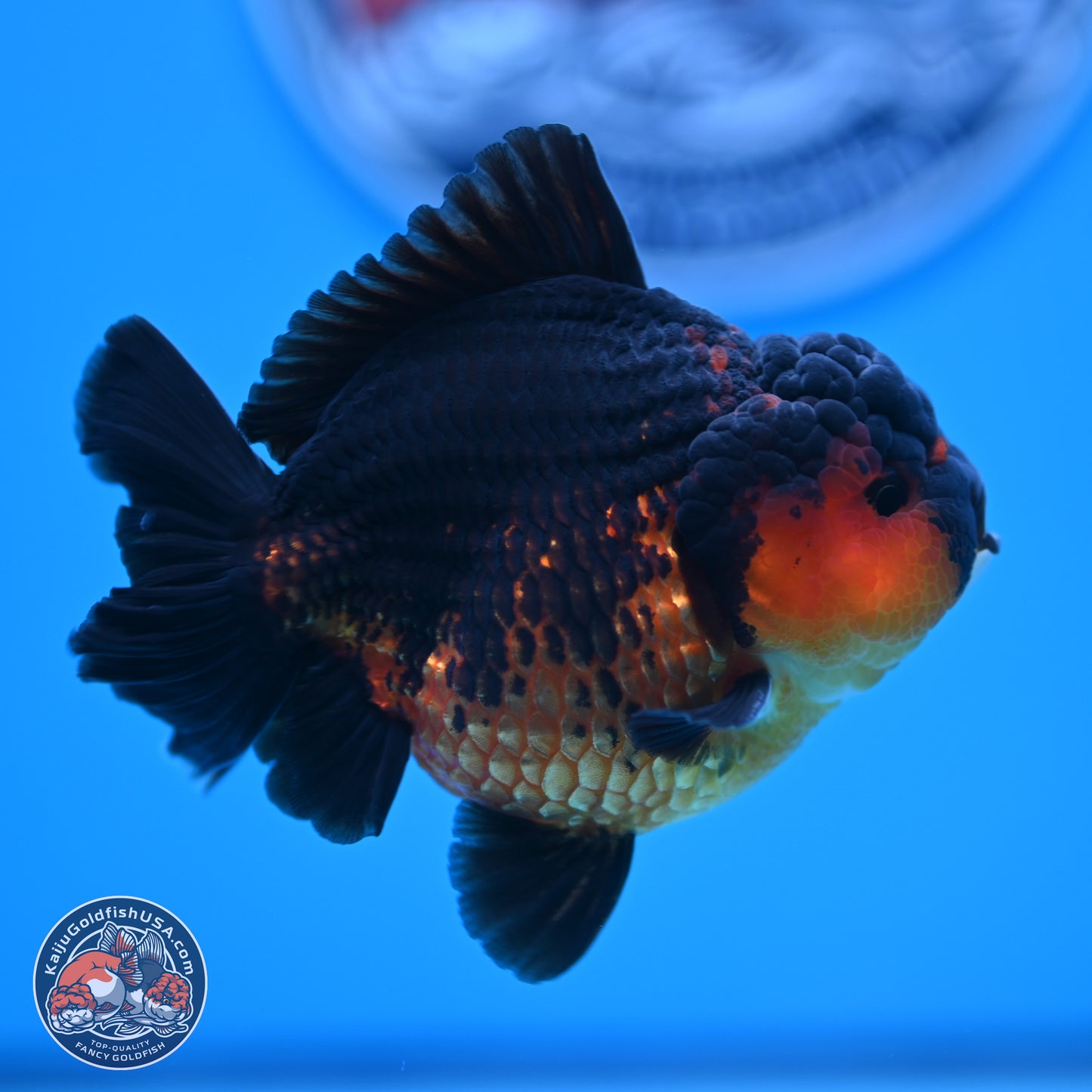 Apache YuanBao Oranda 4 inches (241018_OR15) - Kaiju Goldfish USA