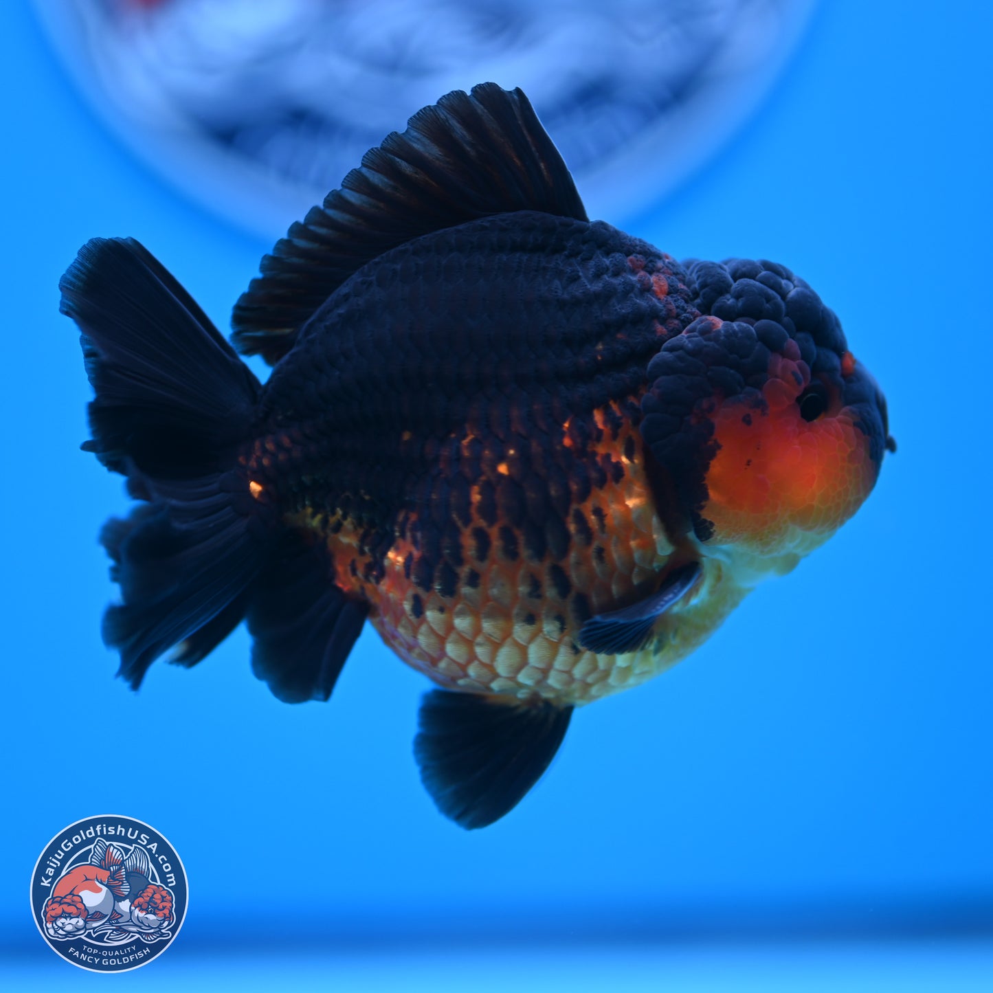 Apache YuanBao Oranda 4 inches (241018_OR15) - Kaiju Goldfish USA