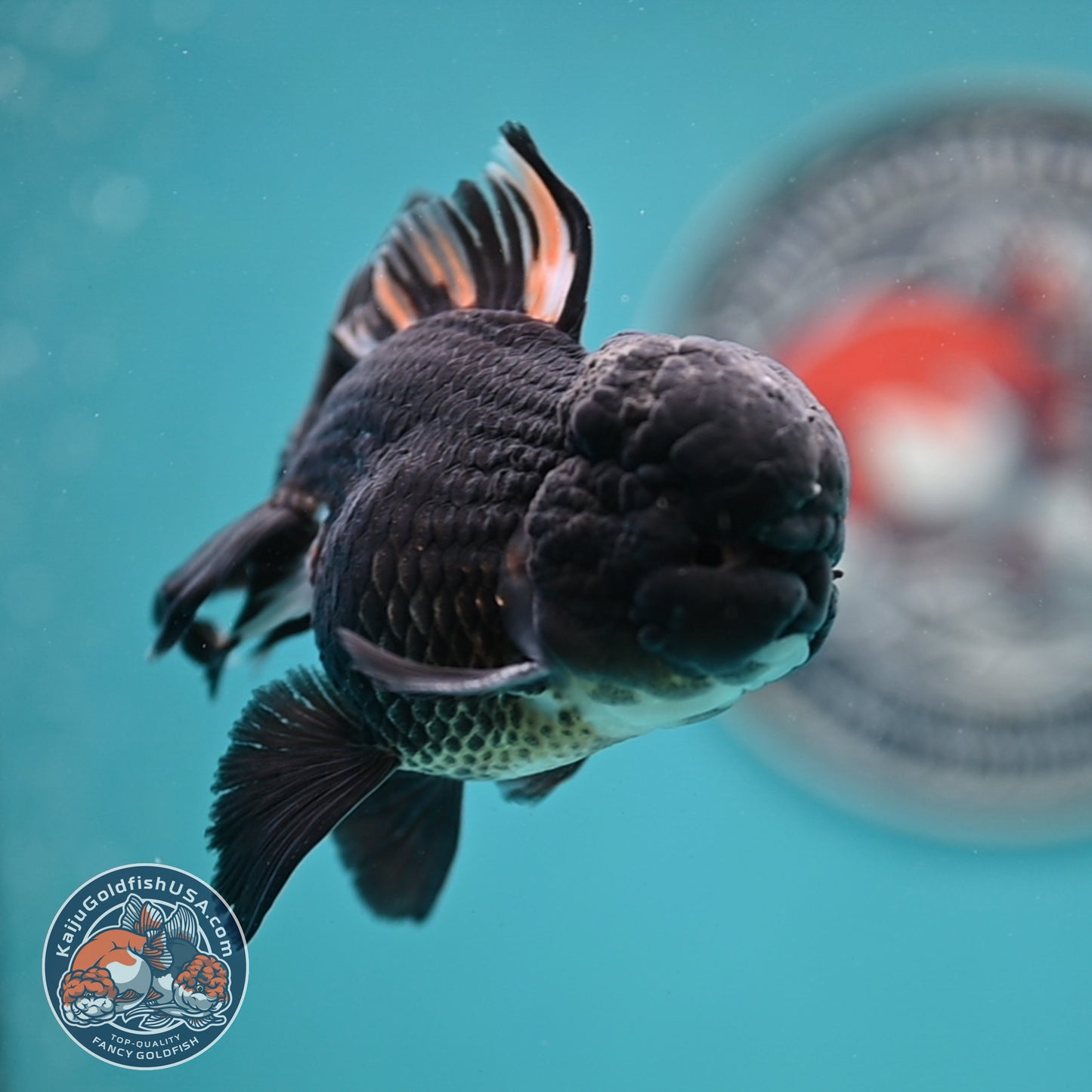 Black Rose Tail Oranda 3 inches Body (250502_OR15)