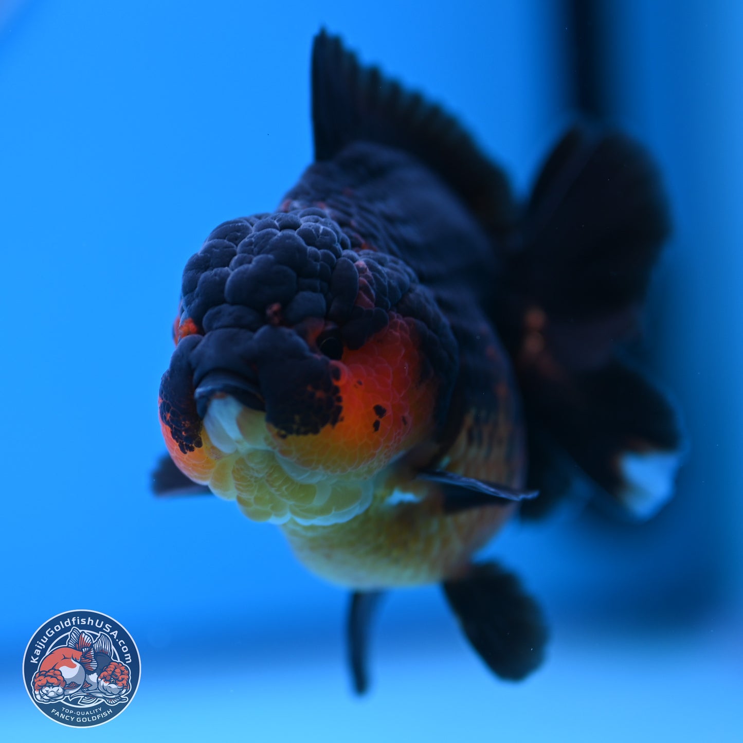 Apache YuanBao Oranda 4 inches (241018_OR15) - Kaiju Goldfish USA