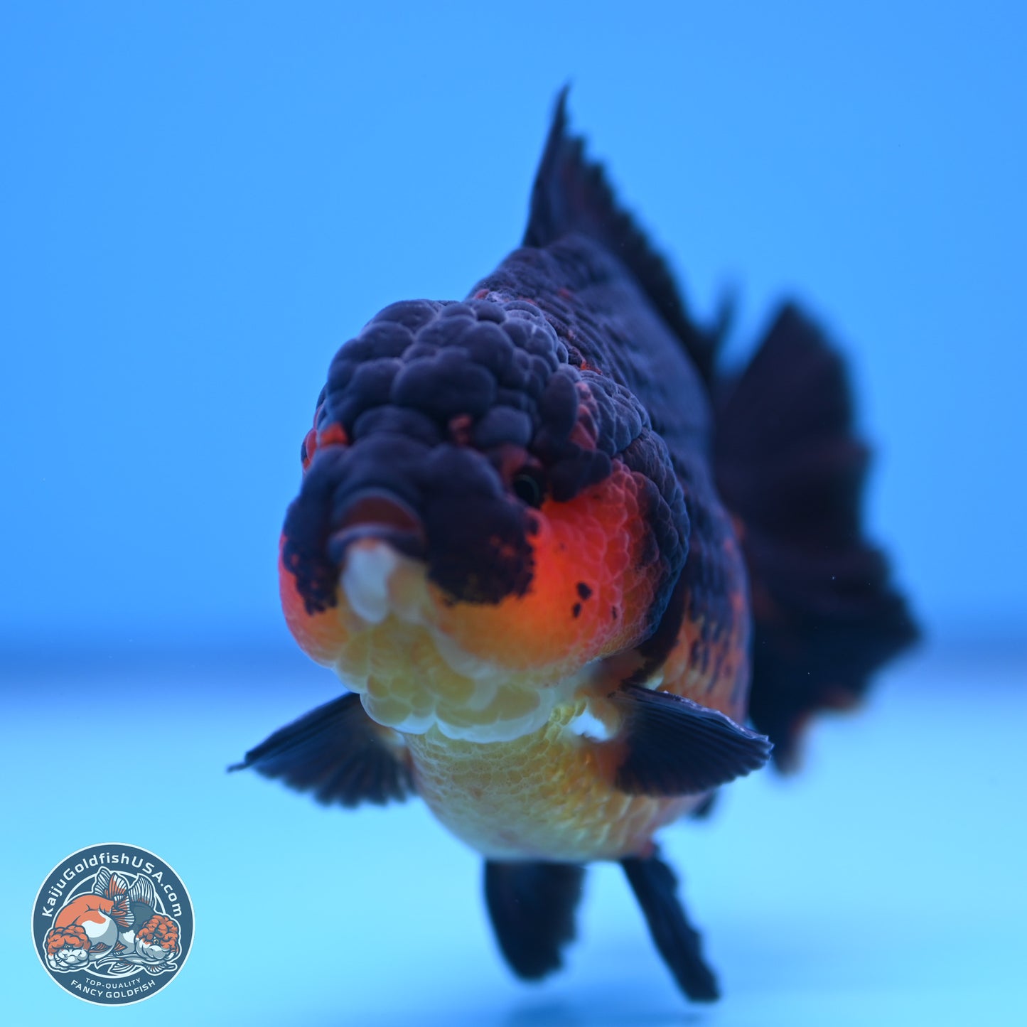 Apache YuanBao Oranda 4 inches (241018_OR15) - Kaiju Goldfish USA