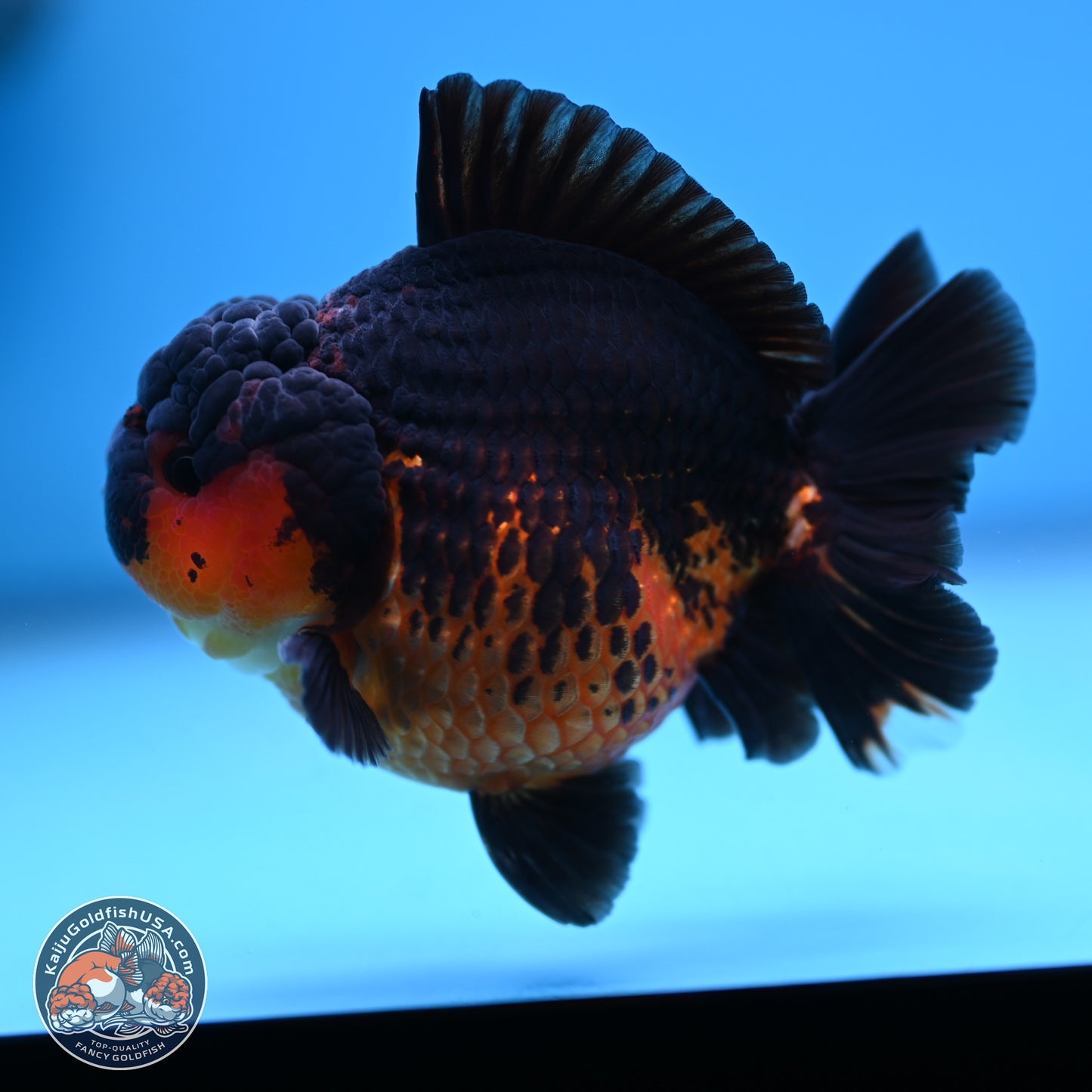 Apache YuanBao Oranda 4 inches (241018_OR15) - Kaiju Goldfish USA