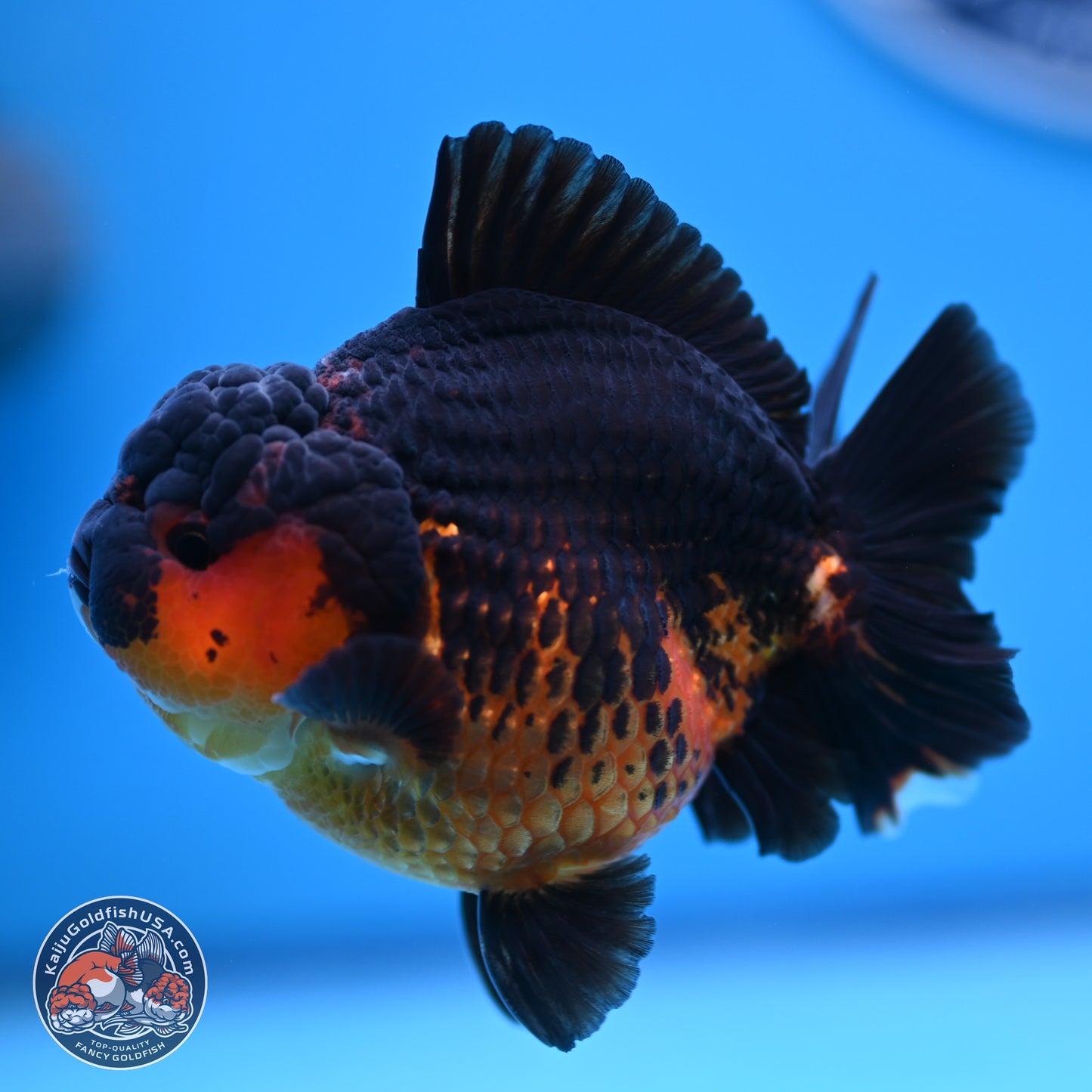 Apache YuanBao Oranda 4 inches (241018_OR15) - Kaiju Goldfish USA