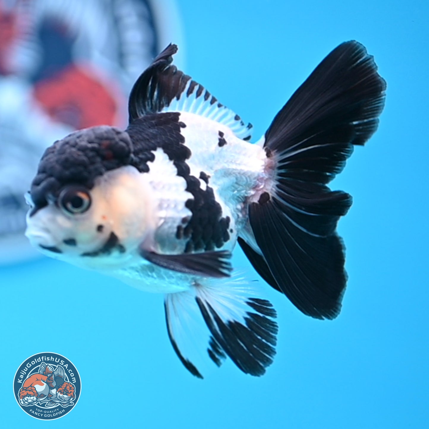 Black Cap Panda Rose Tail Oranda 2.8 inches Body - Male (250314_OR15)