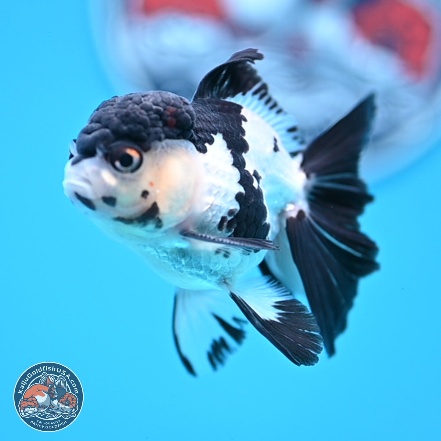 Black Cap Panda Rose Tail Oranda 2.8 inches Body - Male (250314_OR15)