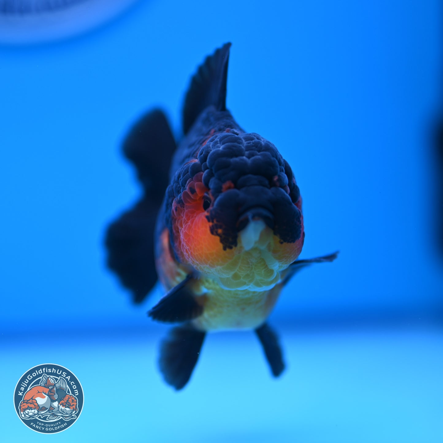 Apache YuanBao Oranda 4 inches (241018_OR15) - Kaiju Goldfish USA