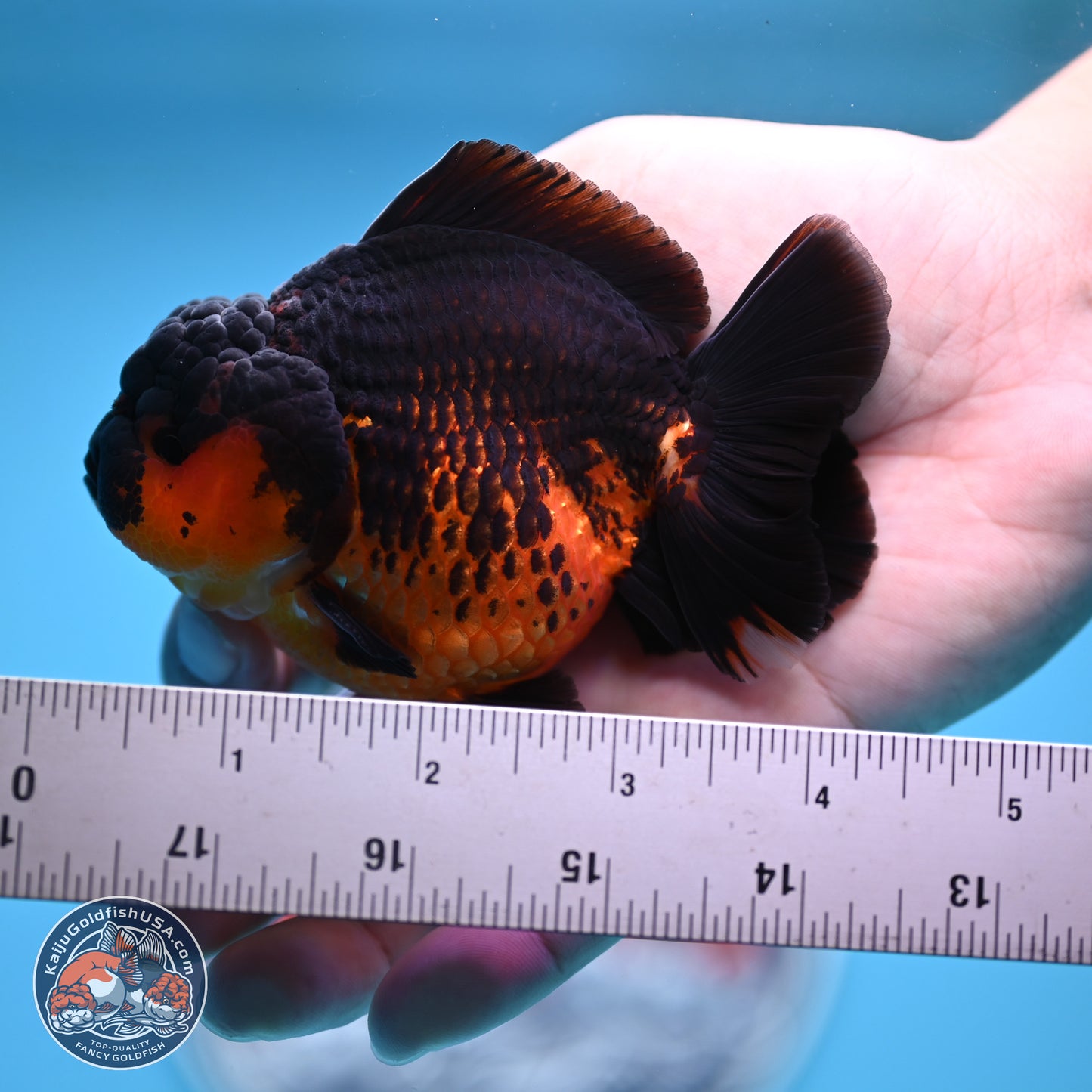 Apache YuanBao Oranda 4 inches (241018_OR15) - Kaiju Goldfish USA