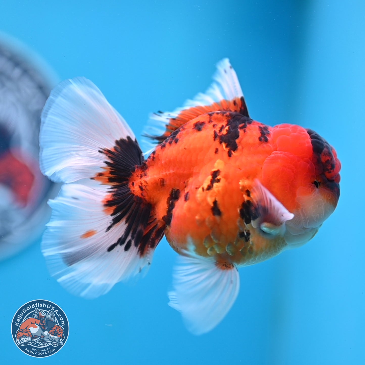 Tiger Orchid Tail Oranda 3.5 inches Body - Male (250307_OR15)
