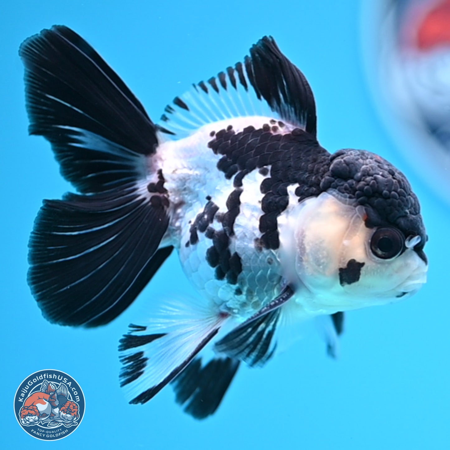 Black Cap Panda Rose Tail Oranda 2.8 inches Body - Male (250314_OR15)