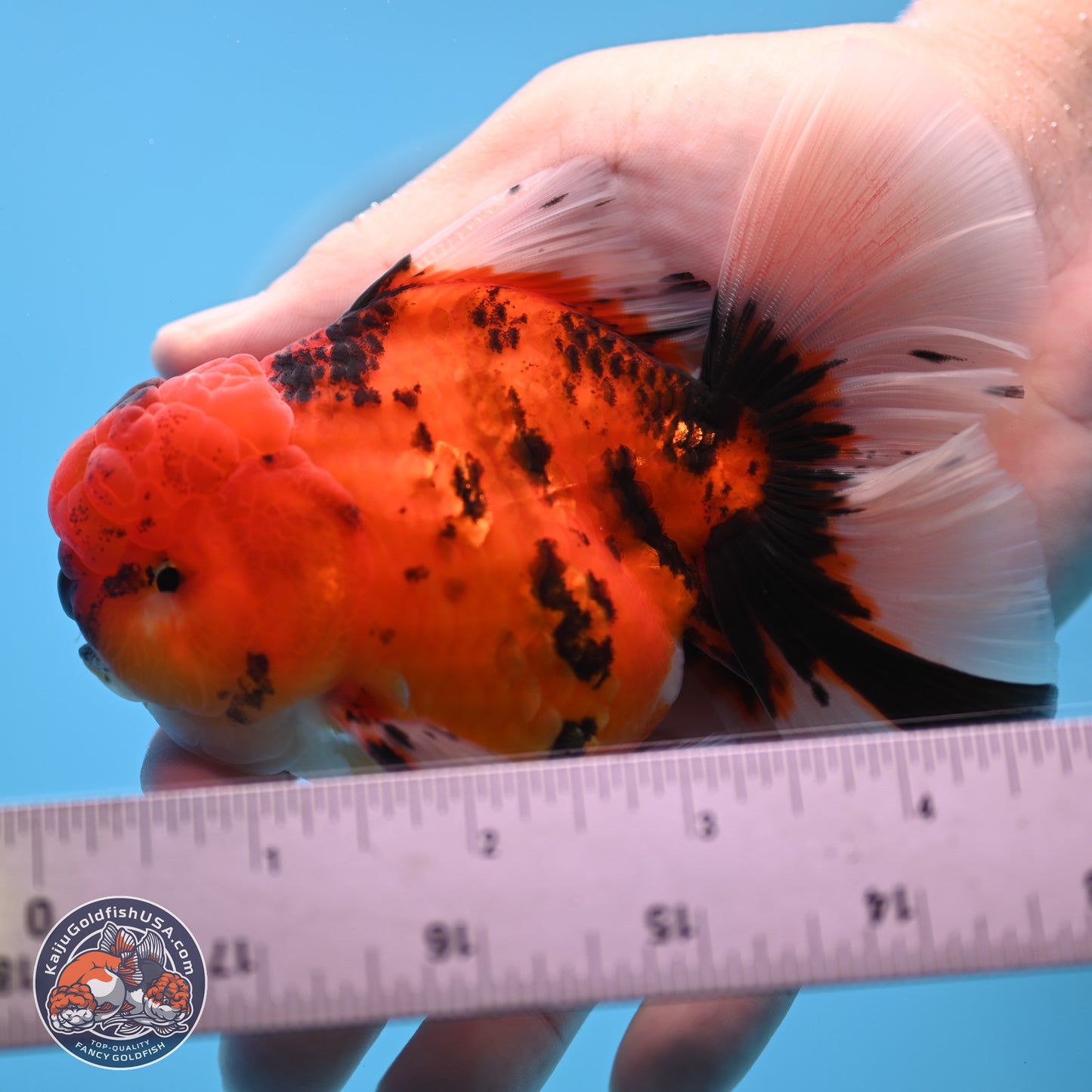 Tiger Orchid Tail Oranda 3.5 inches Body - Male (250307_OR15)