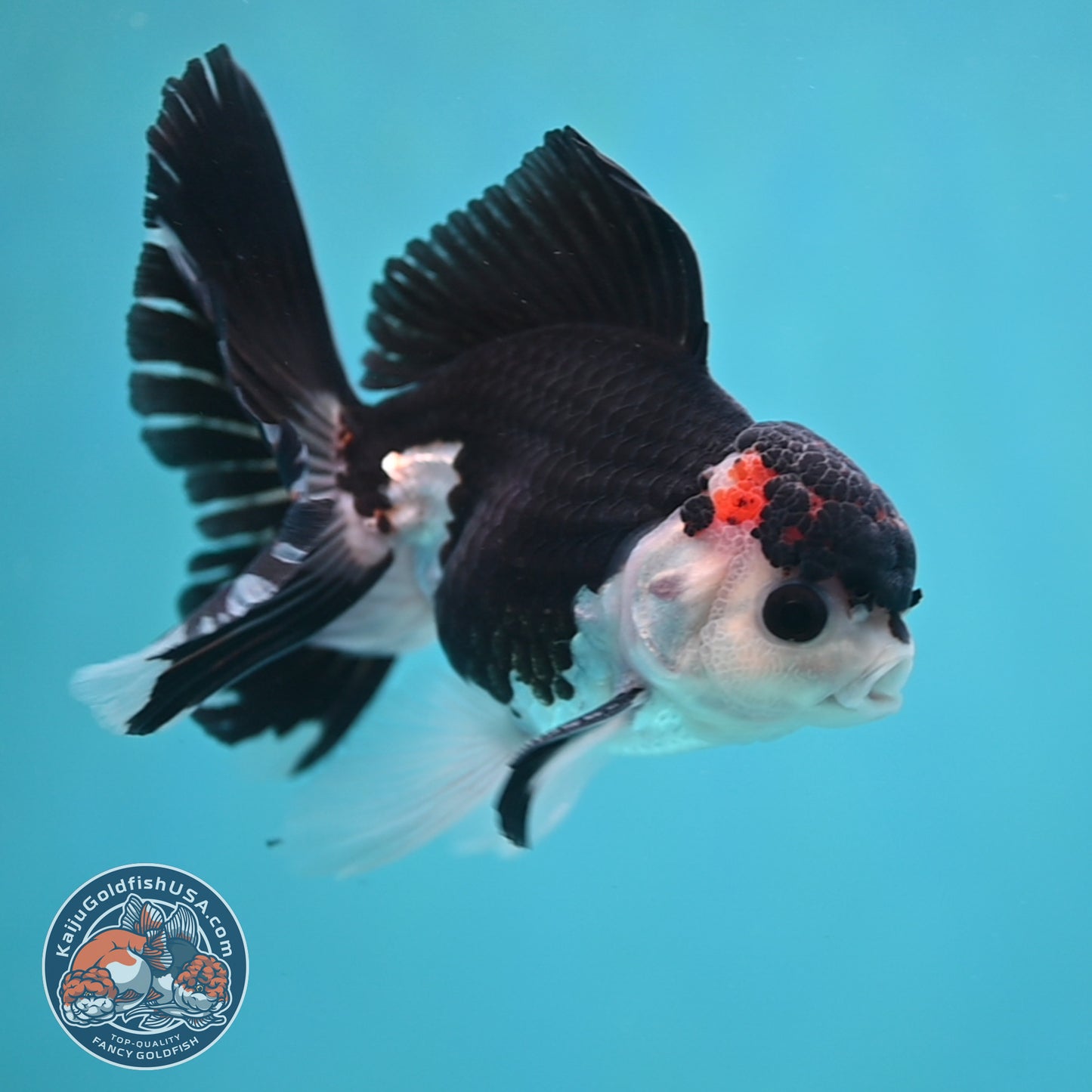 Panda Oranda 3.5 inch Body (250613_OR15)