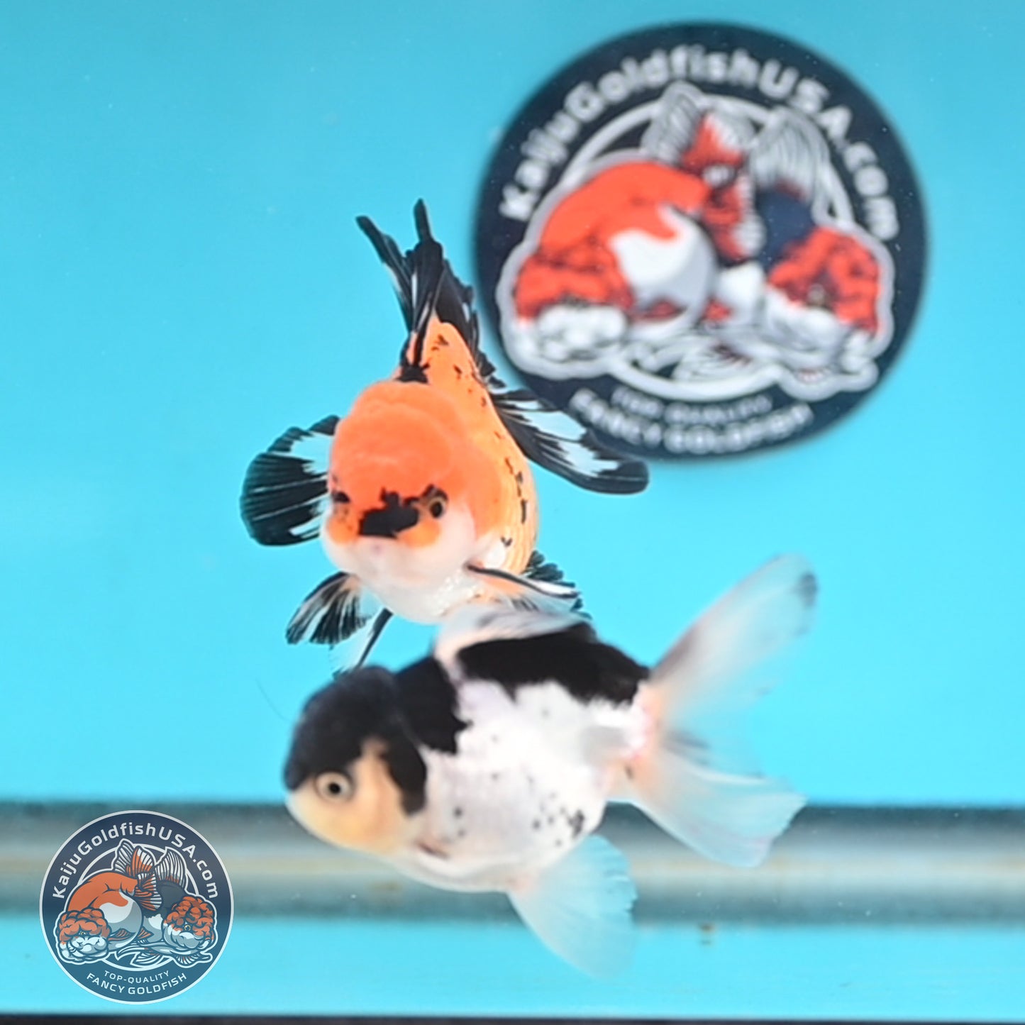 2-Pack Oranda 3 inches Body (250509_OR15)