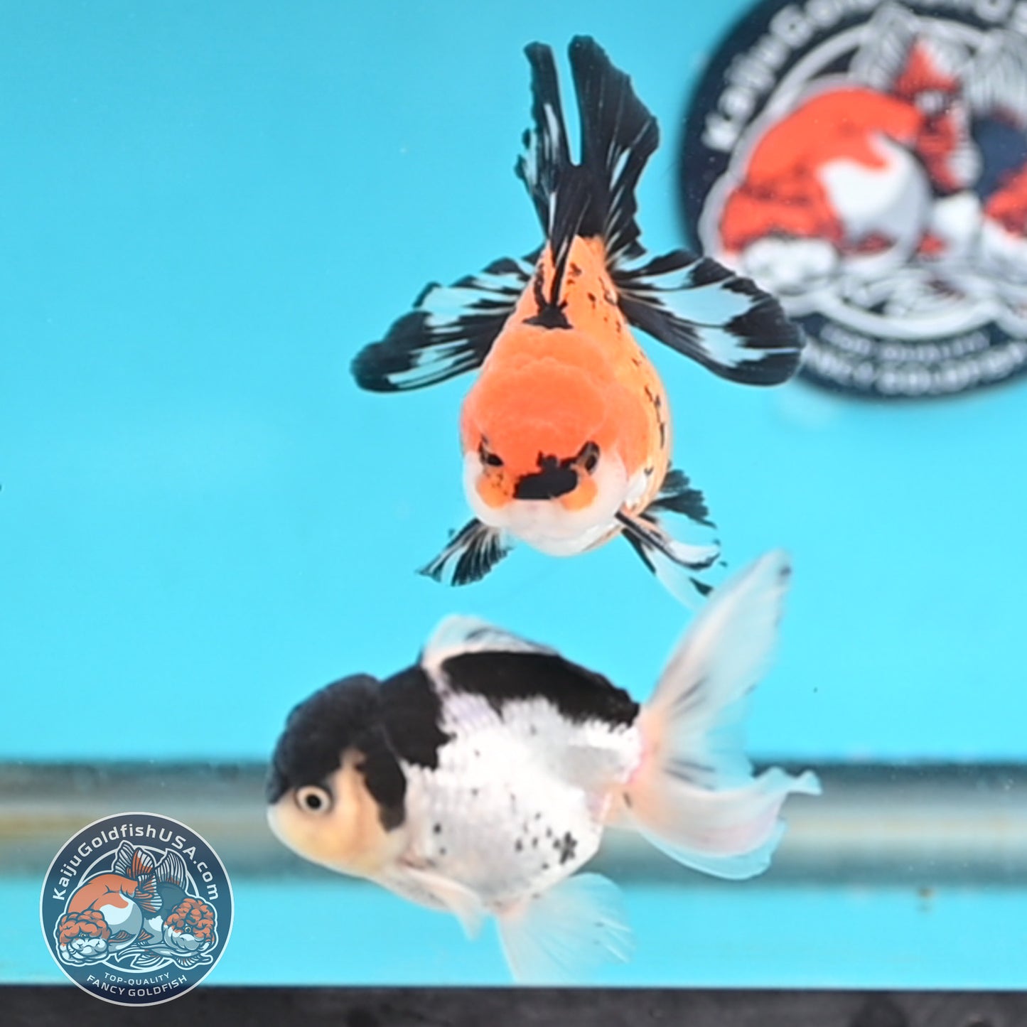 2-Pack Oranda 3 inches Body (250509_OR15)
