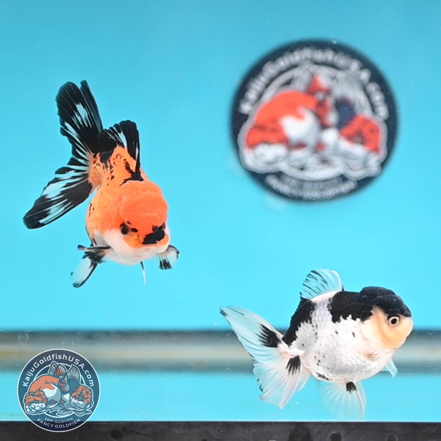 2-Pack Oranda 3 inches Body (250509_OR15)