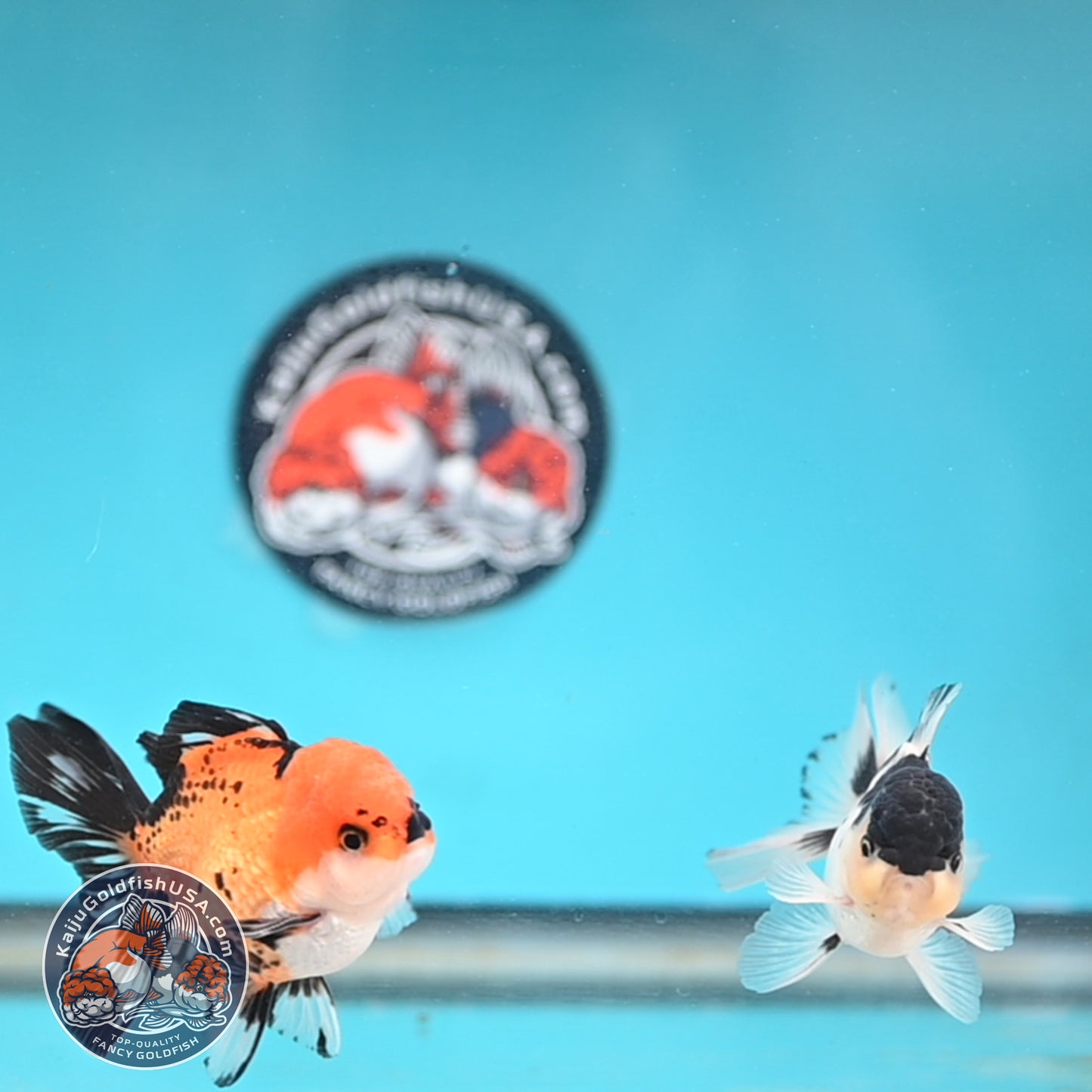 2-Pack Oranda 3 inches Body (250509_OR15)