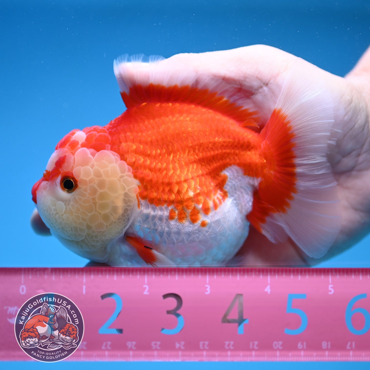 Red White Oranda 4 inch Body (250912_OR16)