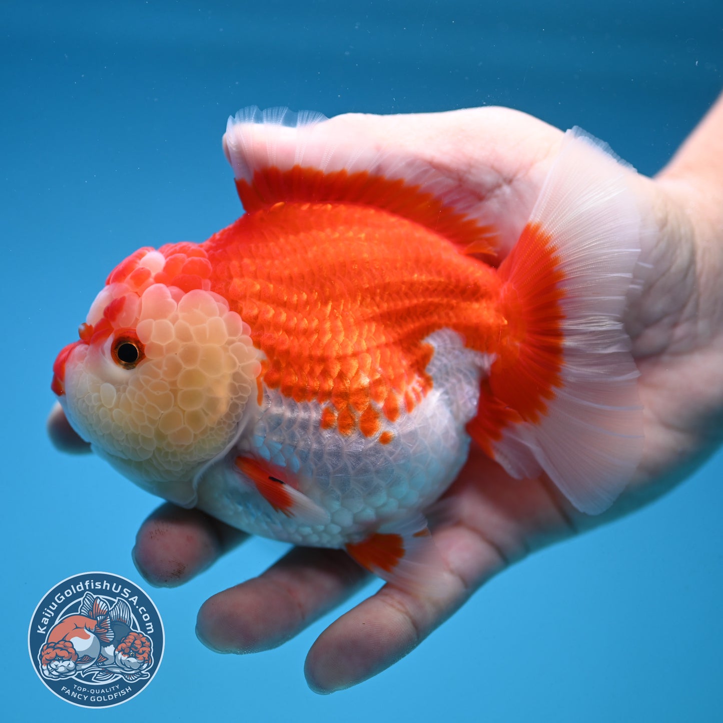 Red White Oranda 4 inch Body (250912_OR16)