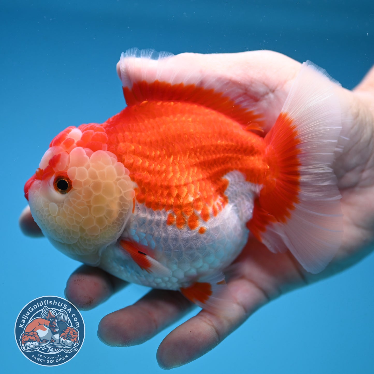 Red White Oranda 4 inch Body (250912_OR16)