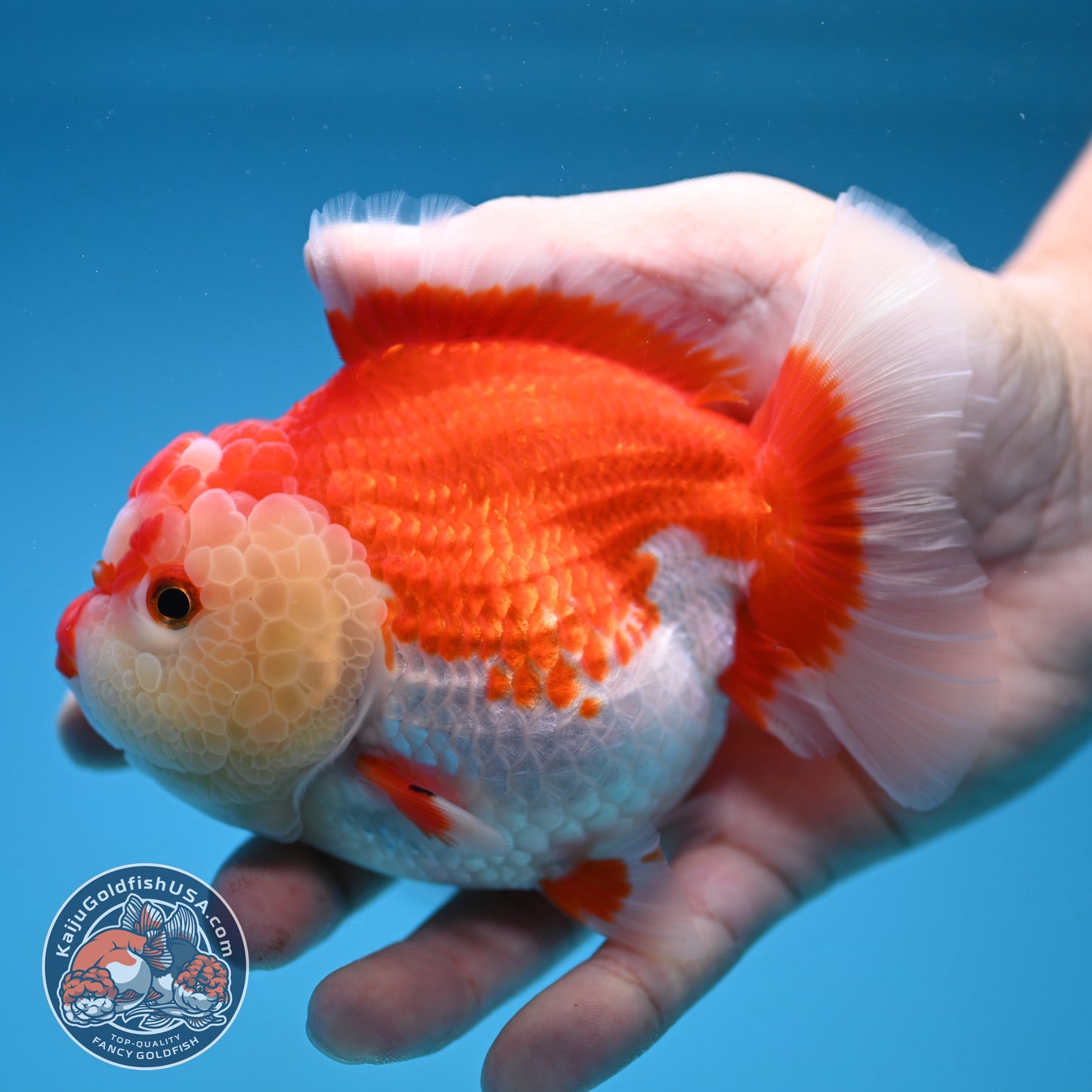 Red White Oranda 4 inch Body (250912_OR16)